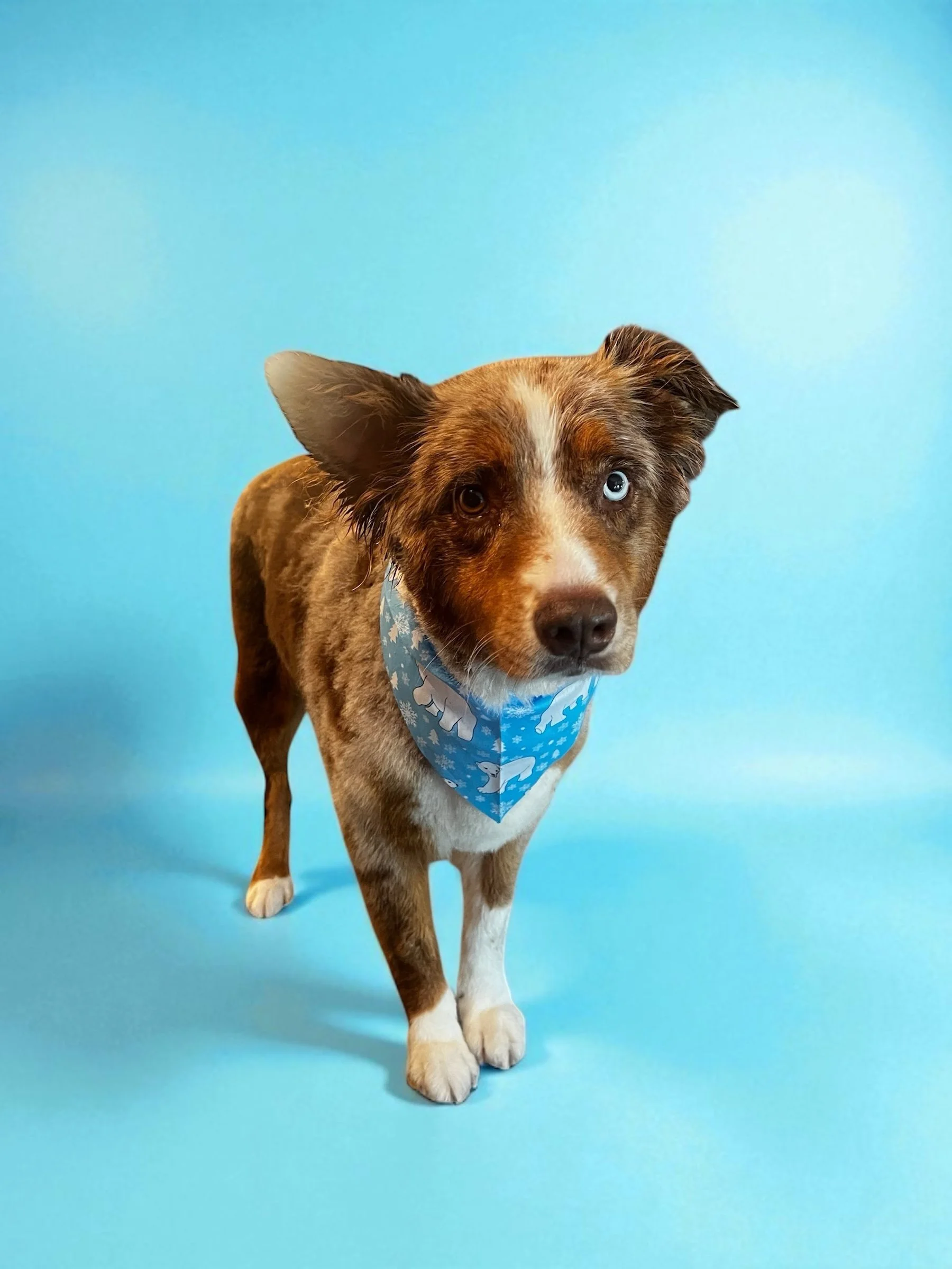 Dog with heterochromatic eyes, wearing a blue bandana with white polar bears, standing on a blue background.