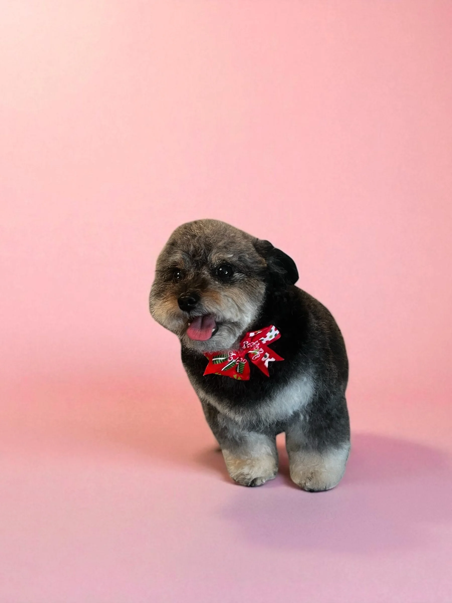 A small, plush Poodle dog with a fluffy face, wearing a red Christmas bow collar, stands against a pink background.