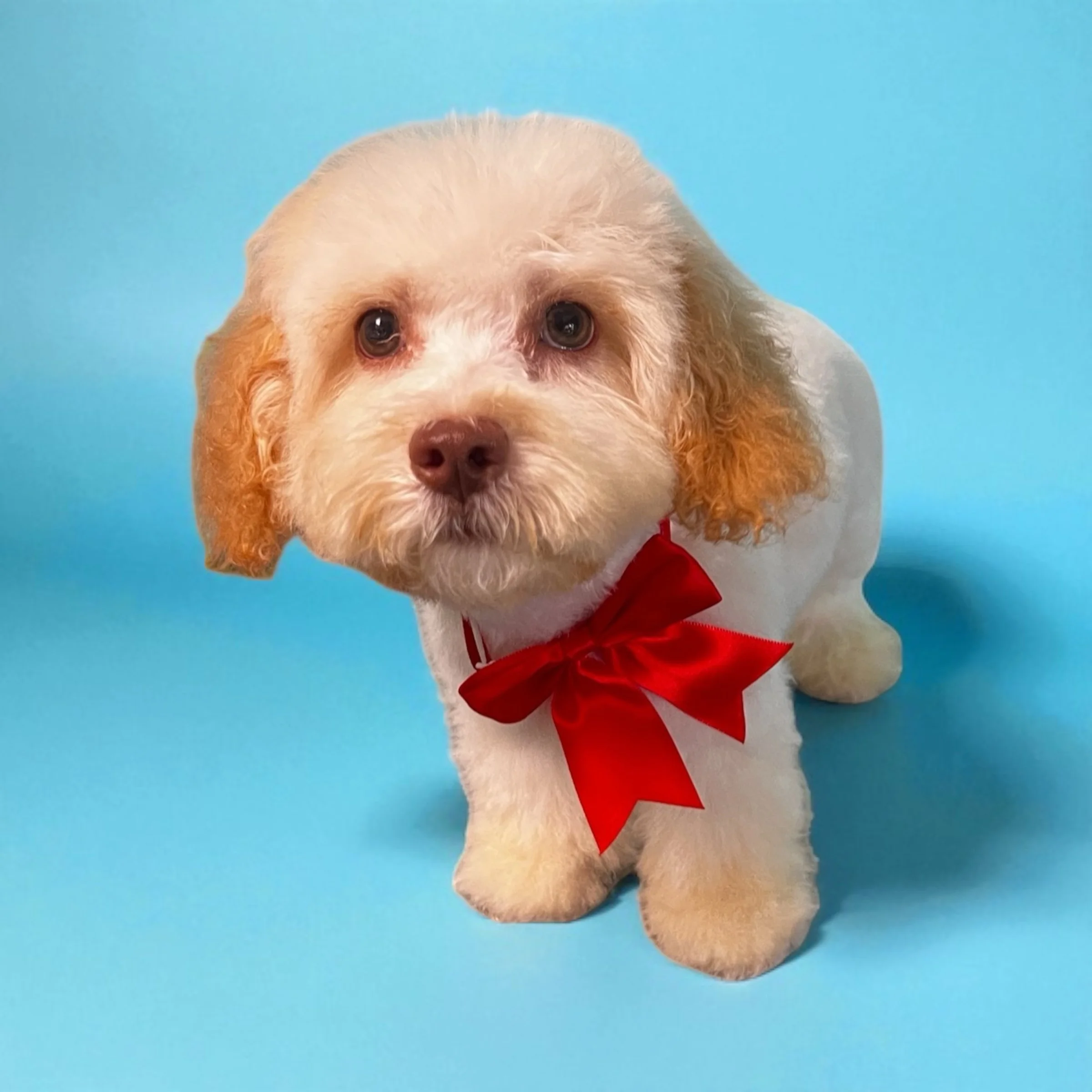 A small dog with light fur and brown ears wearing a red bow tie, standing on a blue background.