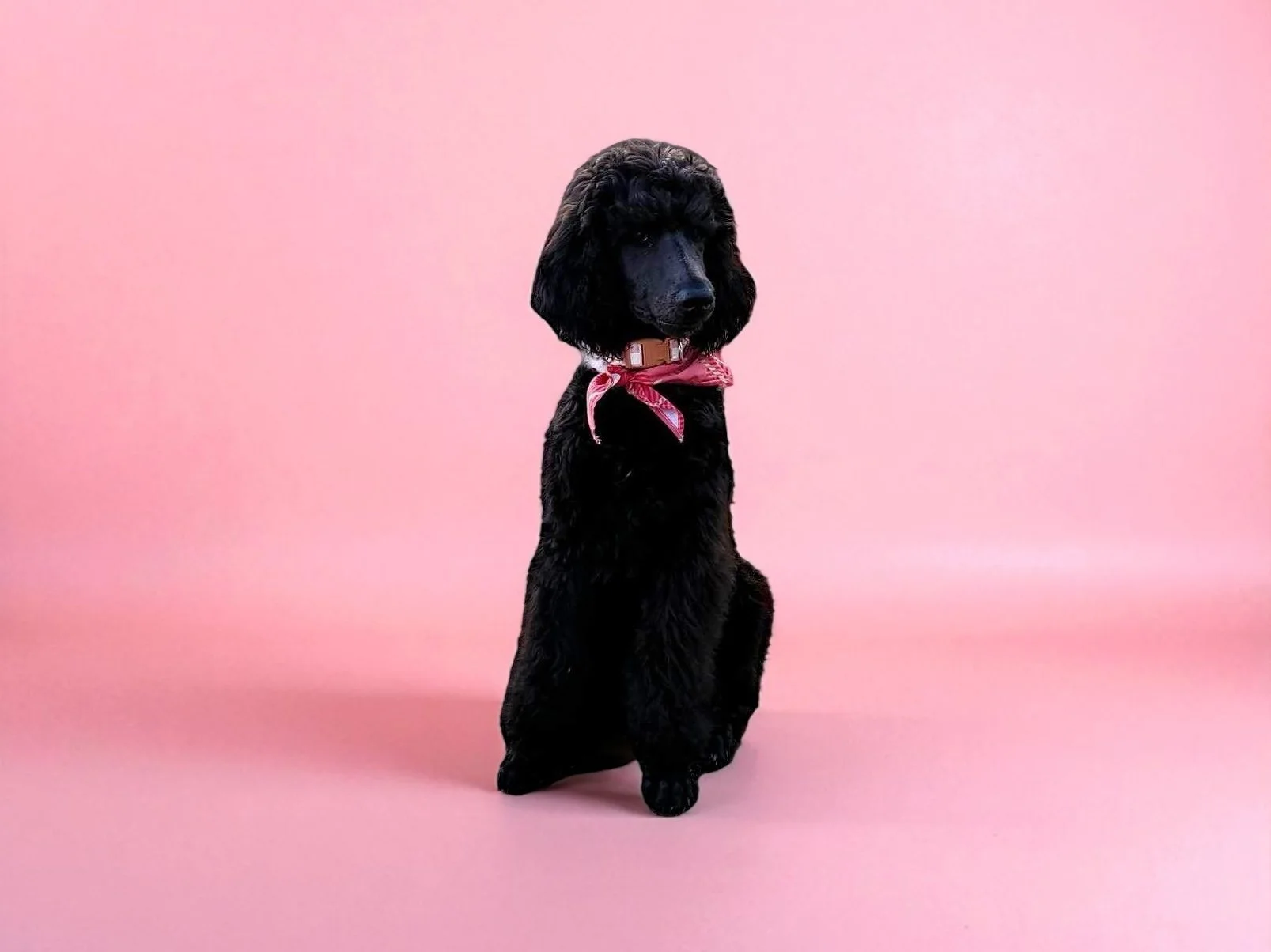 A black dog with a pink bandana around its neck sitting against a pink background.