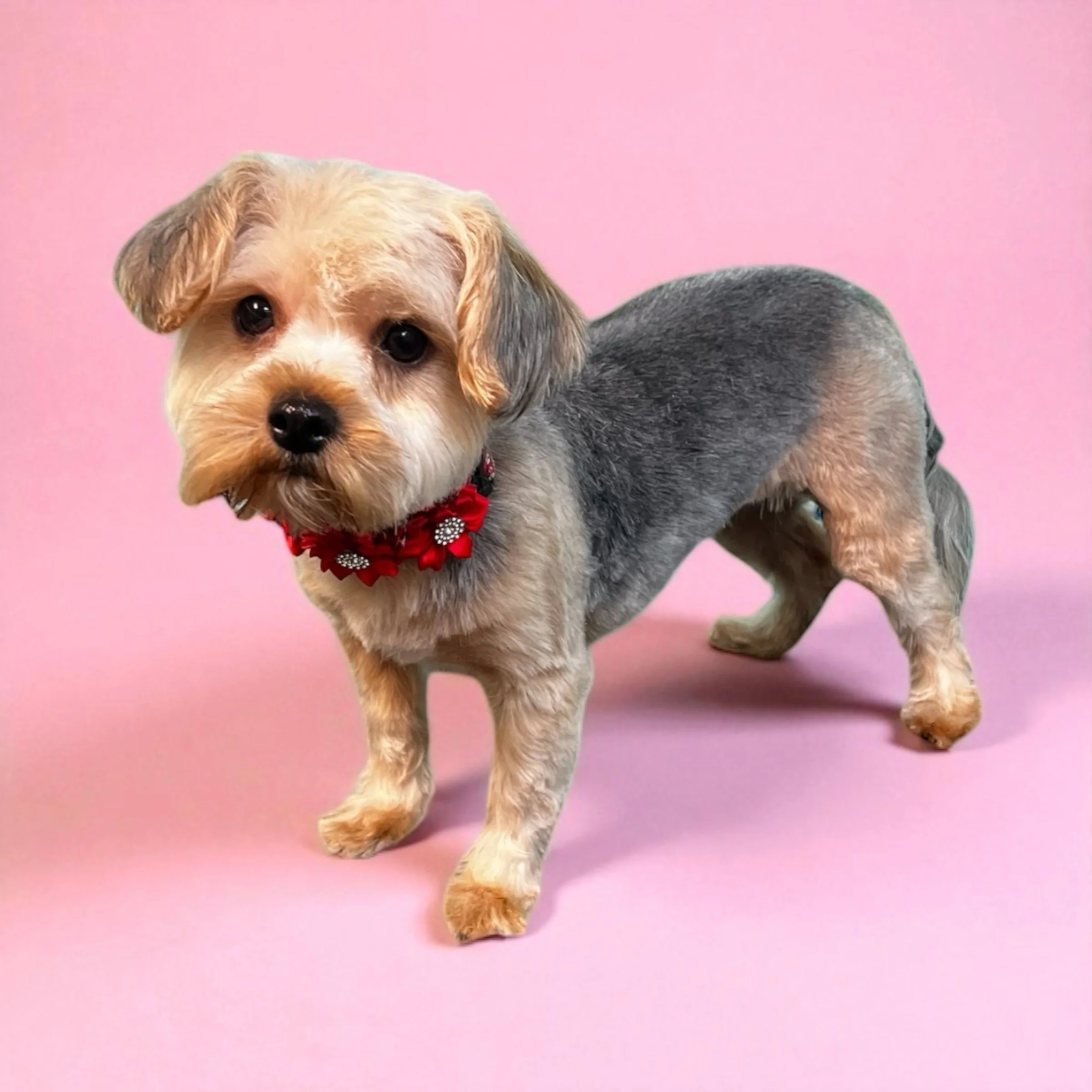 A cute dog with tan, grey, and black fur, wearing a red collar with white flower decorations, standing against a pink background.
