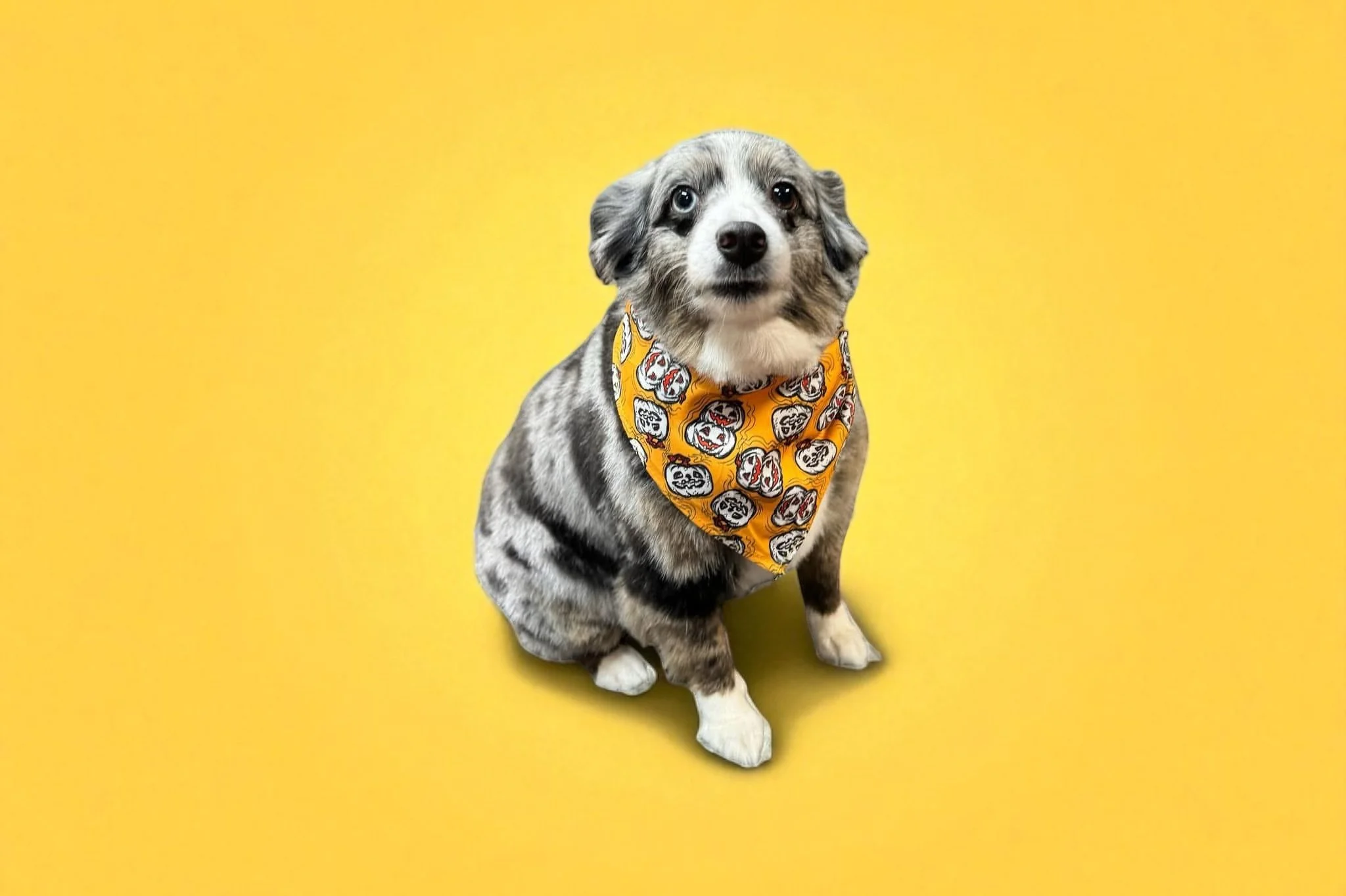 A cute dog with a blue eye and a brown eye, sitting on a yellow background, wearing an orange bandana with ghost face patterns.