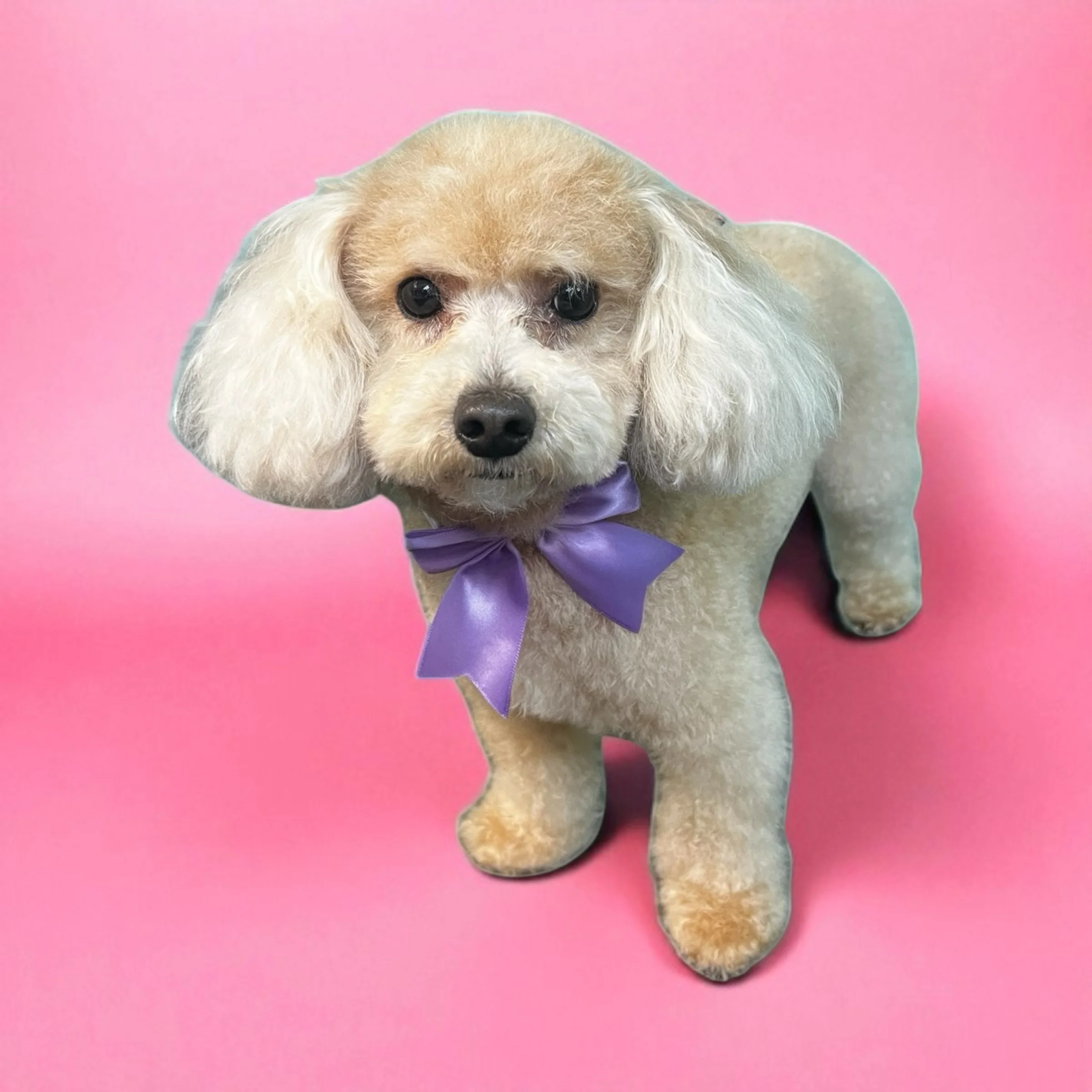 A small dog with fluffy ears, wearing a purple bow tie, standing on a pink background.