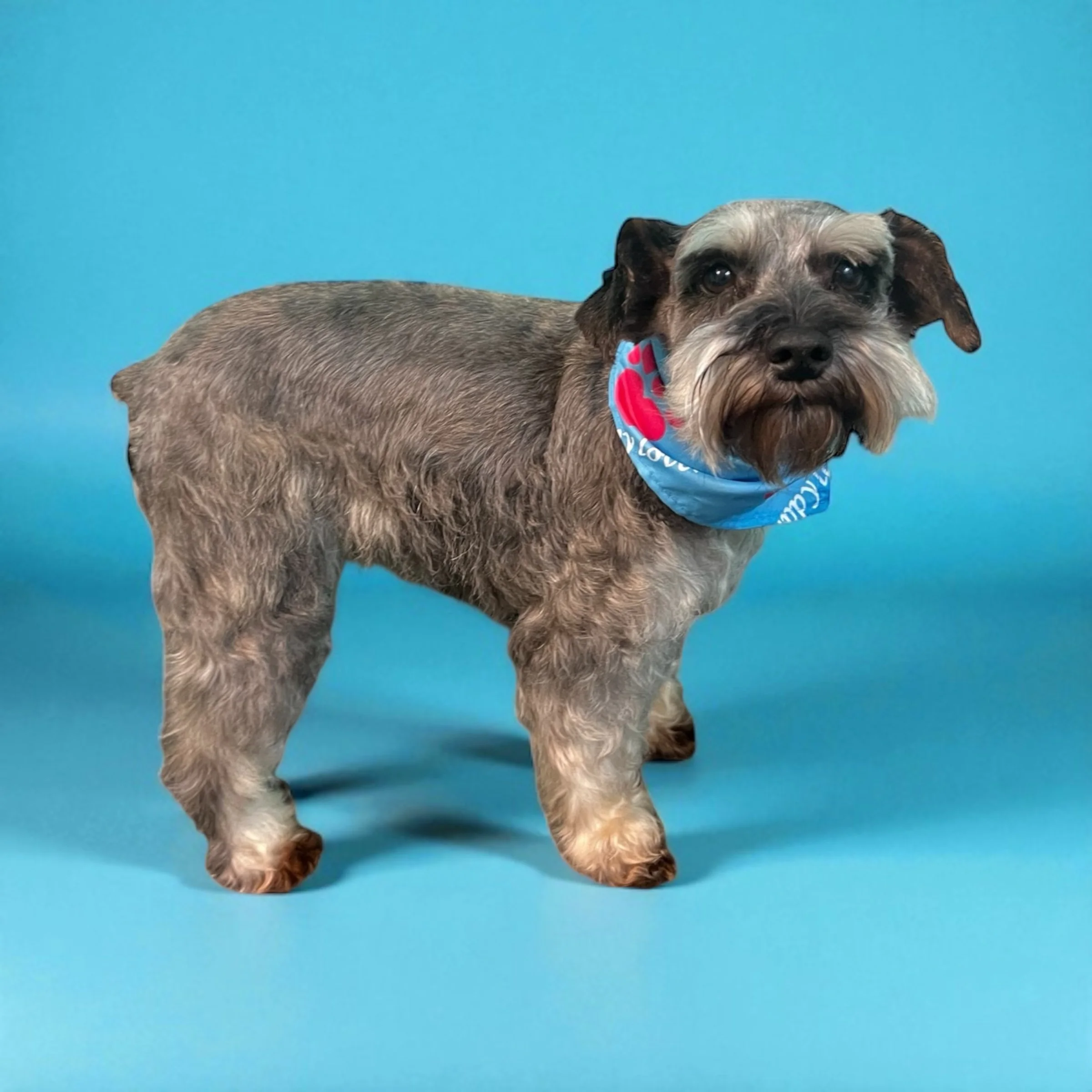 A small dog with a gray and black coat, wearing a blue bandana, standing against a blue background.
