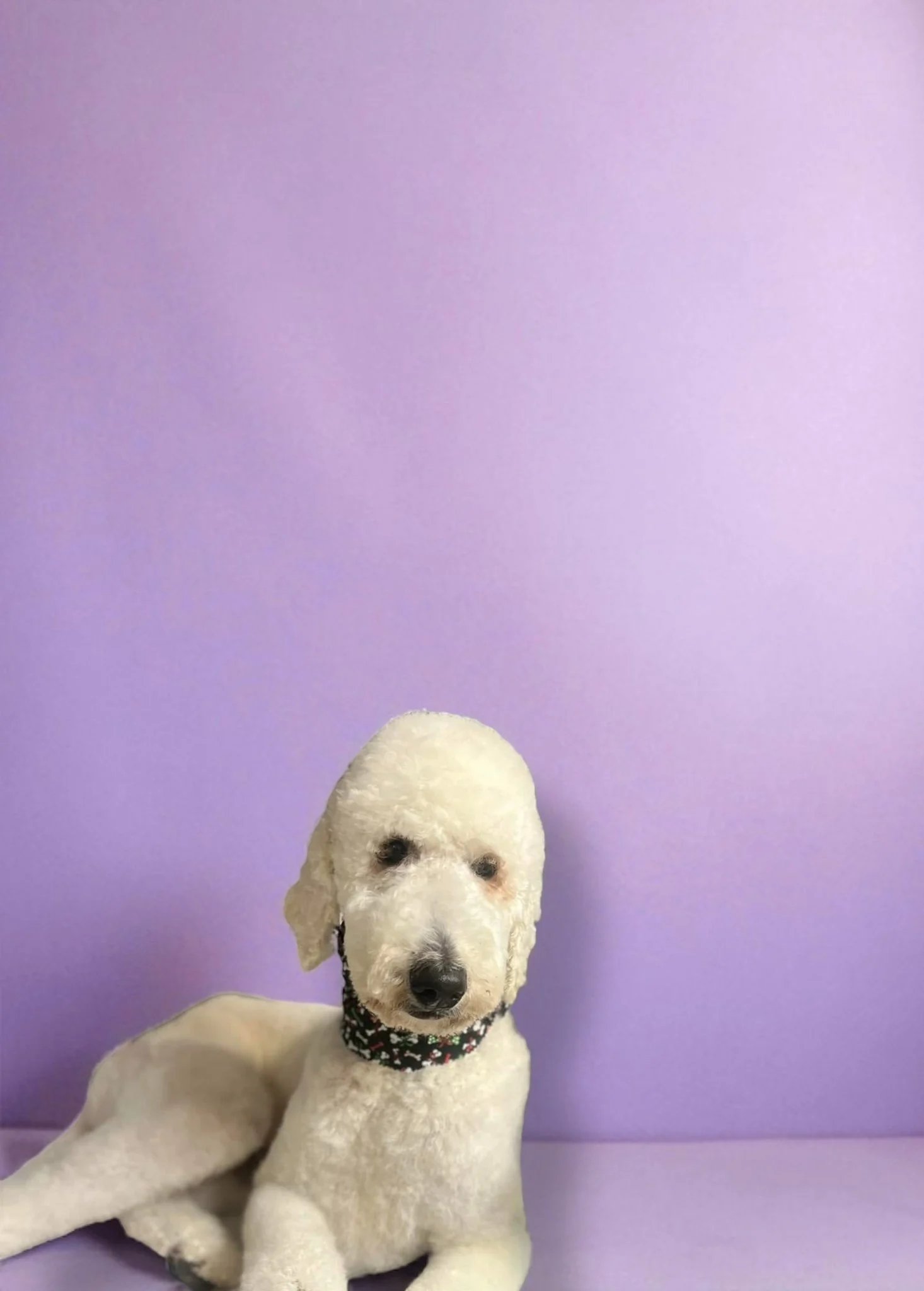 A white poodle dog with a black collar sitting against a light purple wall.