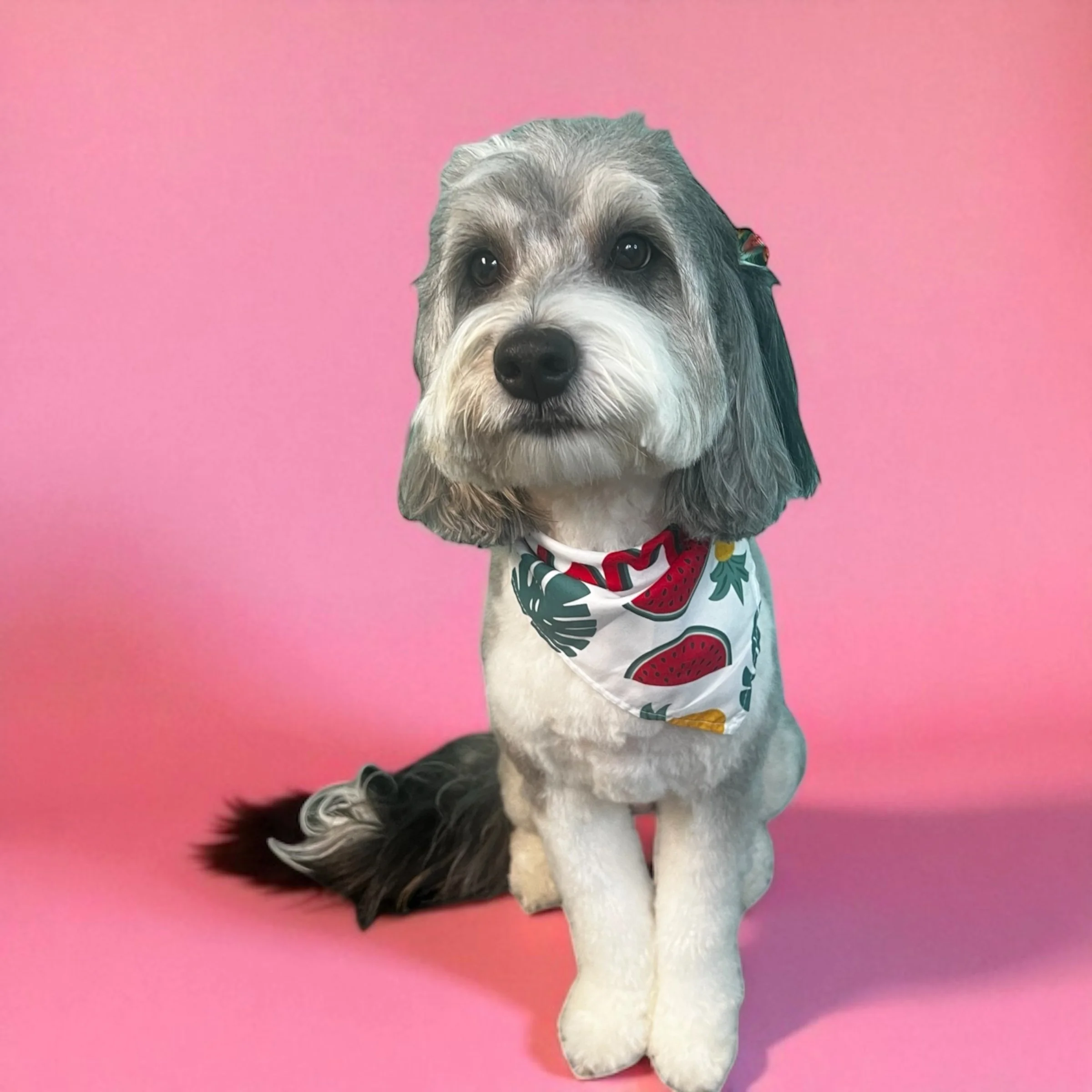 A dog with gray and white fur, wearing a red and white patterned bandana, sitting against a pink background.