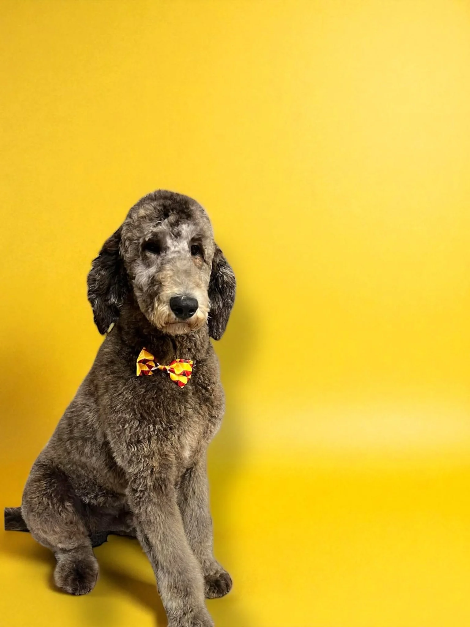 A young dog with curly fur sitting against a yellow background, wearing a red and yellow patterned bow tie.