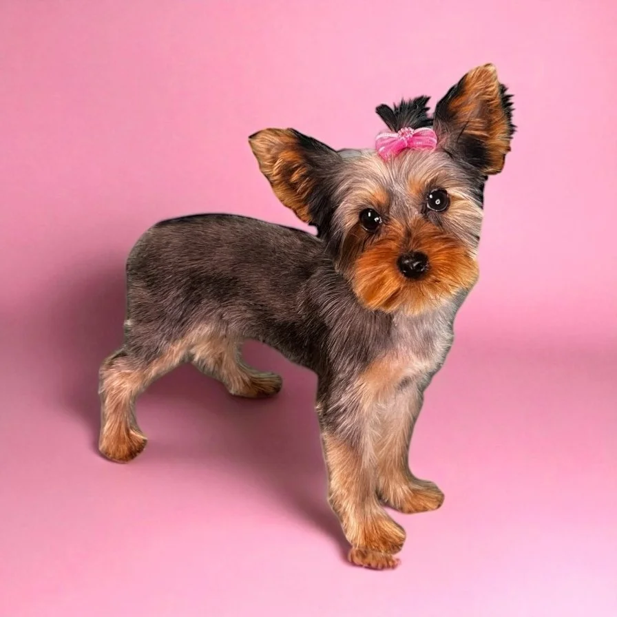 A small Yorkshire Terrier puppy with a pink bow on its head, standing on a pink background.