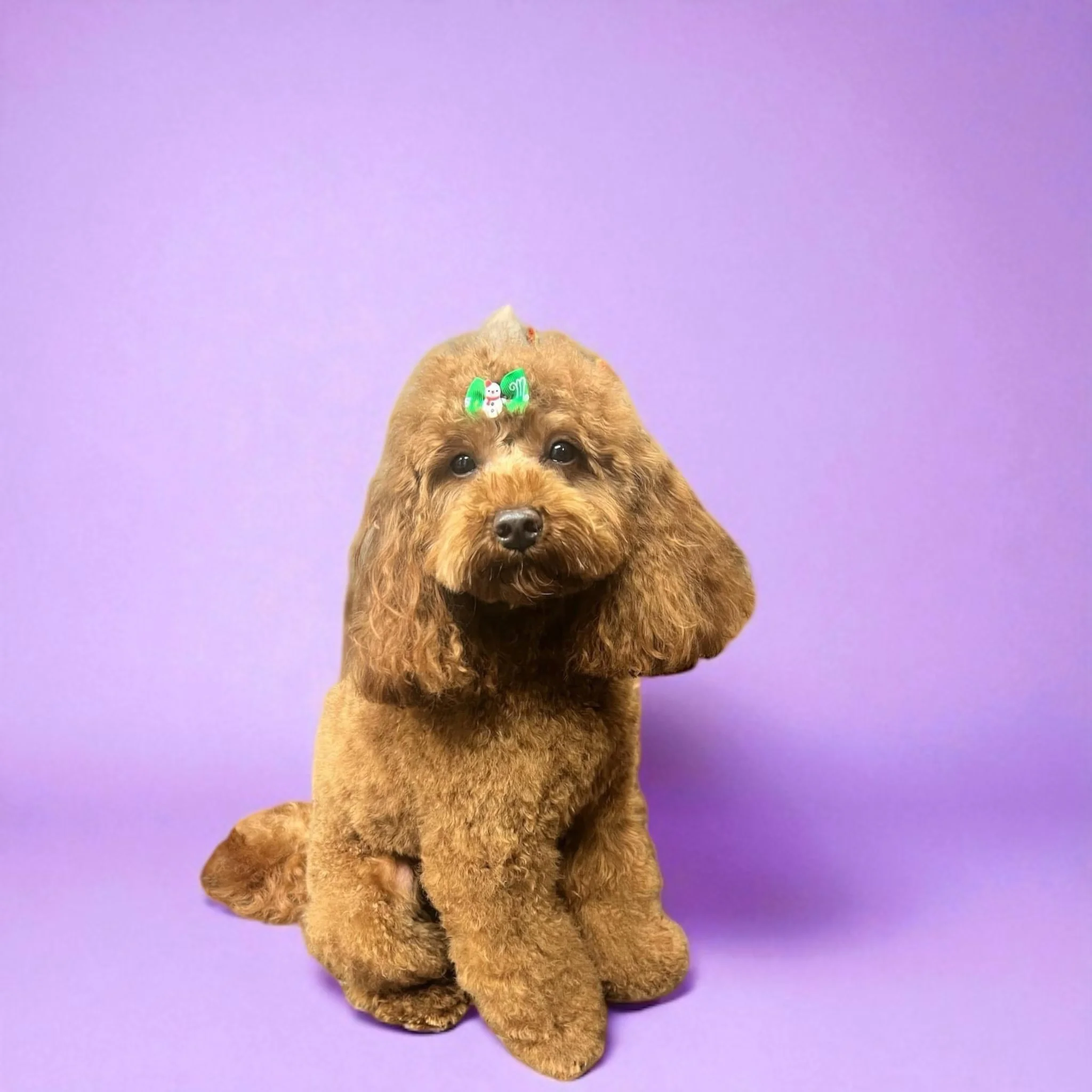 A cute brown poodle with a festive bow on its head, sitting against a purple background.