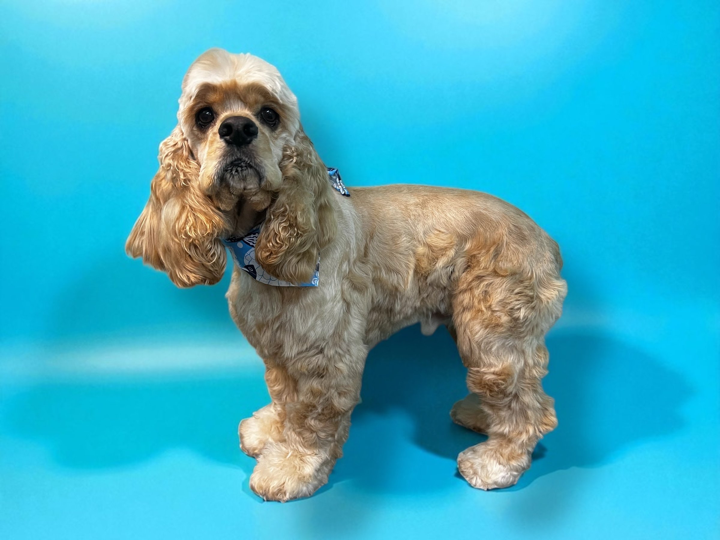 A Cocker Spaniel dog with long, curly ears, wearing a blue patterned bandana, standing against a solid light blue background.