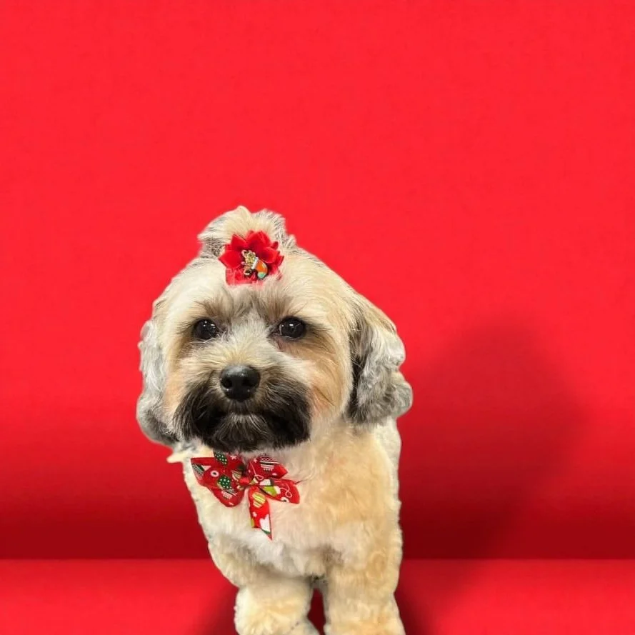Cute small dog with a red bow on its head and a holiday-themed bow tie, standing against a red background.