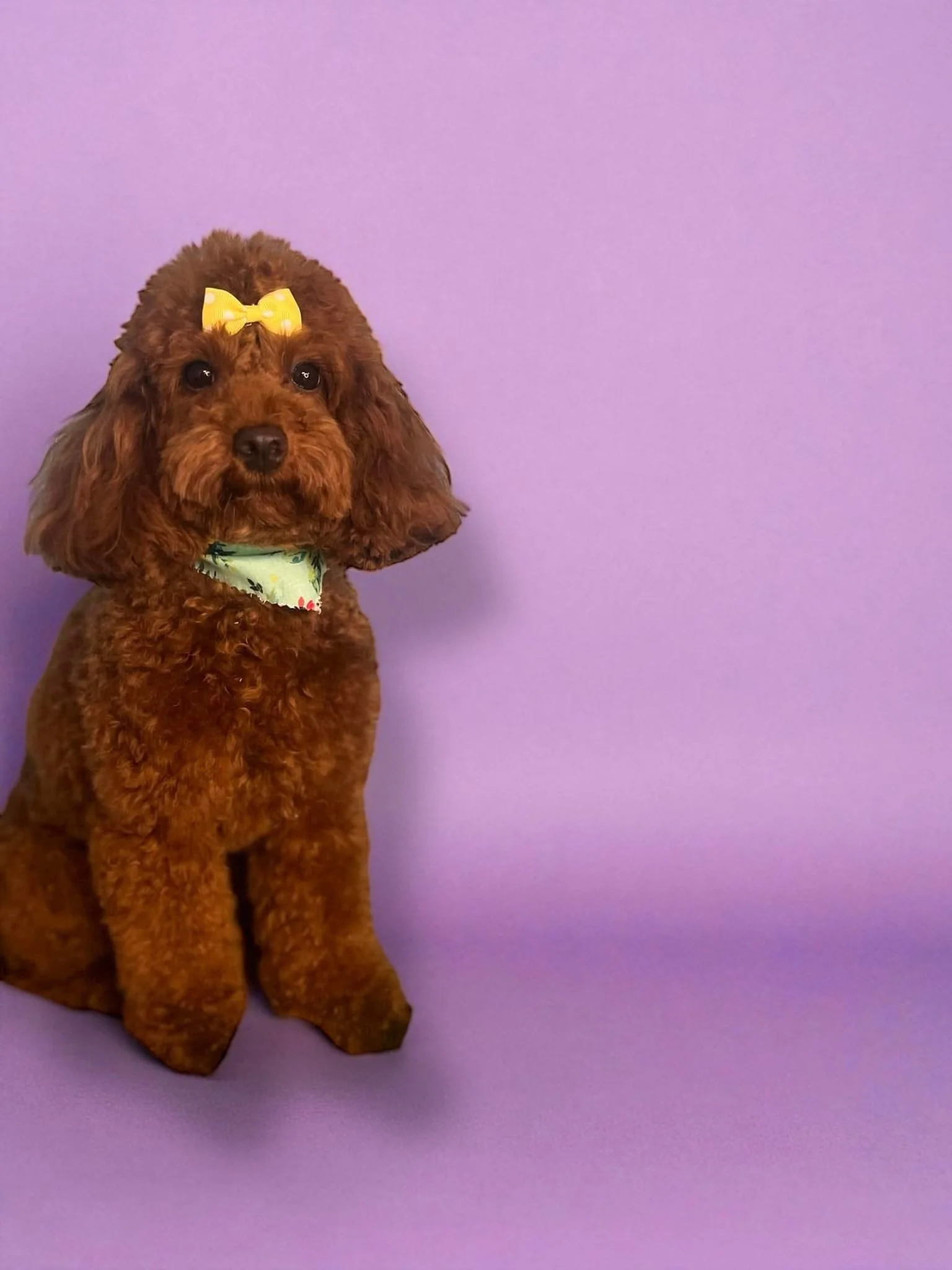 A brown poodle puppy with a yellow bow on its head, sitting against a purple background.