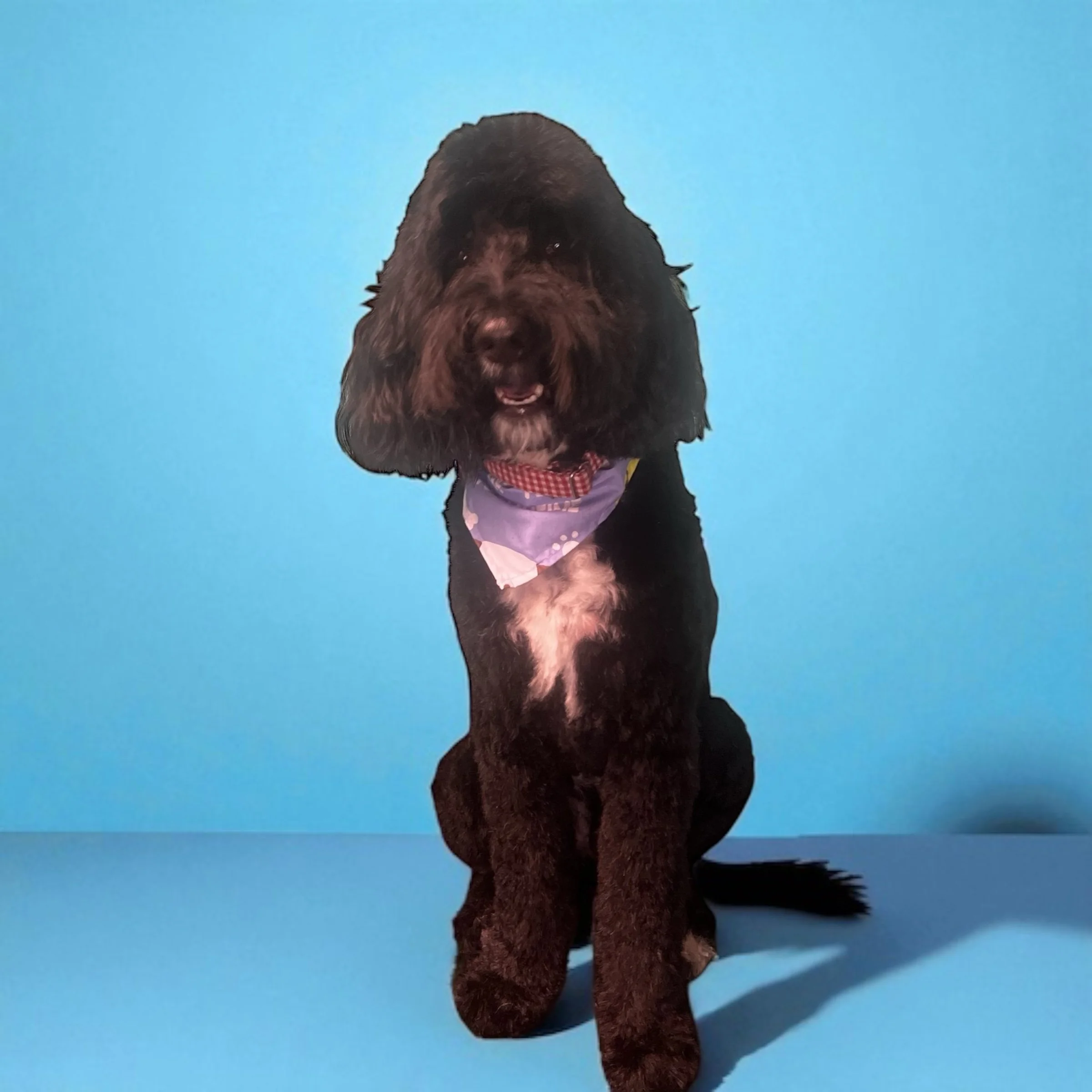 A black and brown puppy with floppy ears sitting against a blue background, wearing a purple bandana.