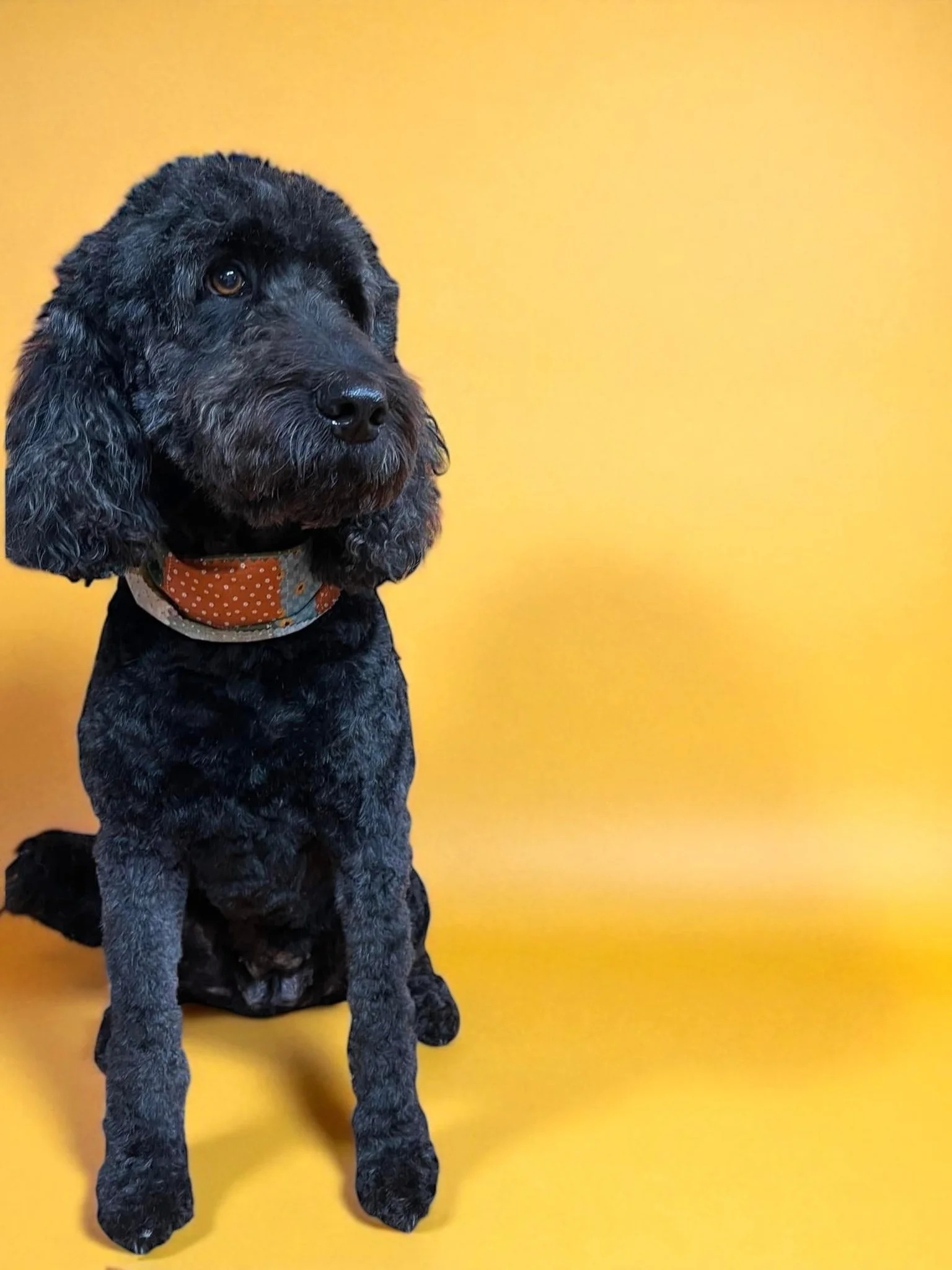 Black curly-haired puppy sitting against a yellow background, wearing an orange polka dot collar.