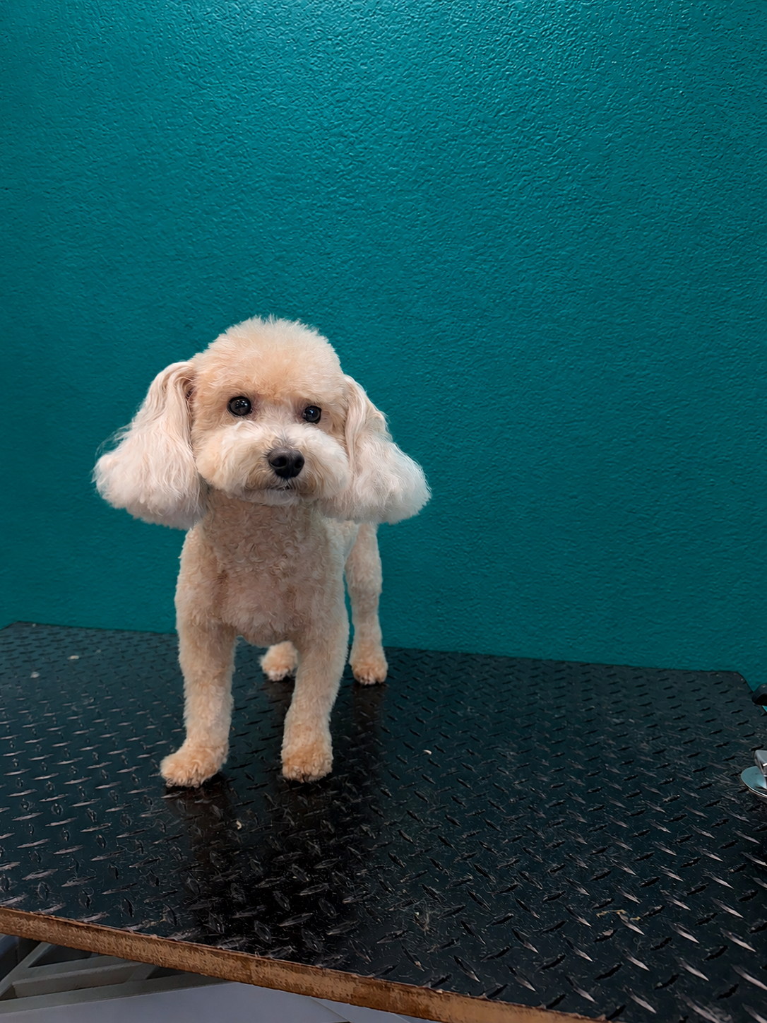 Full groom