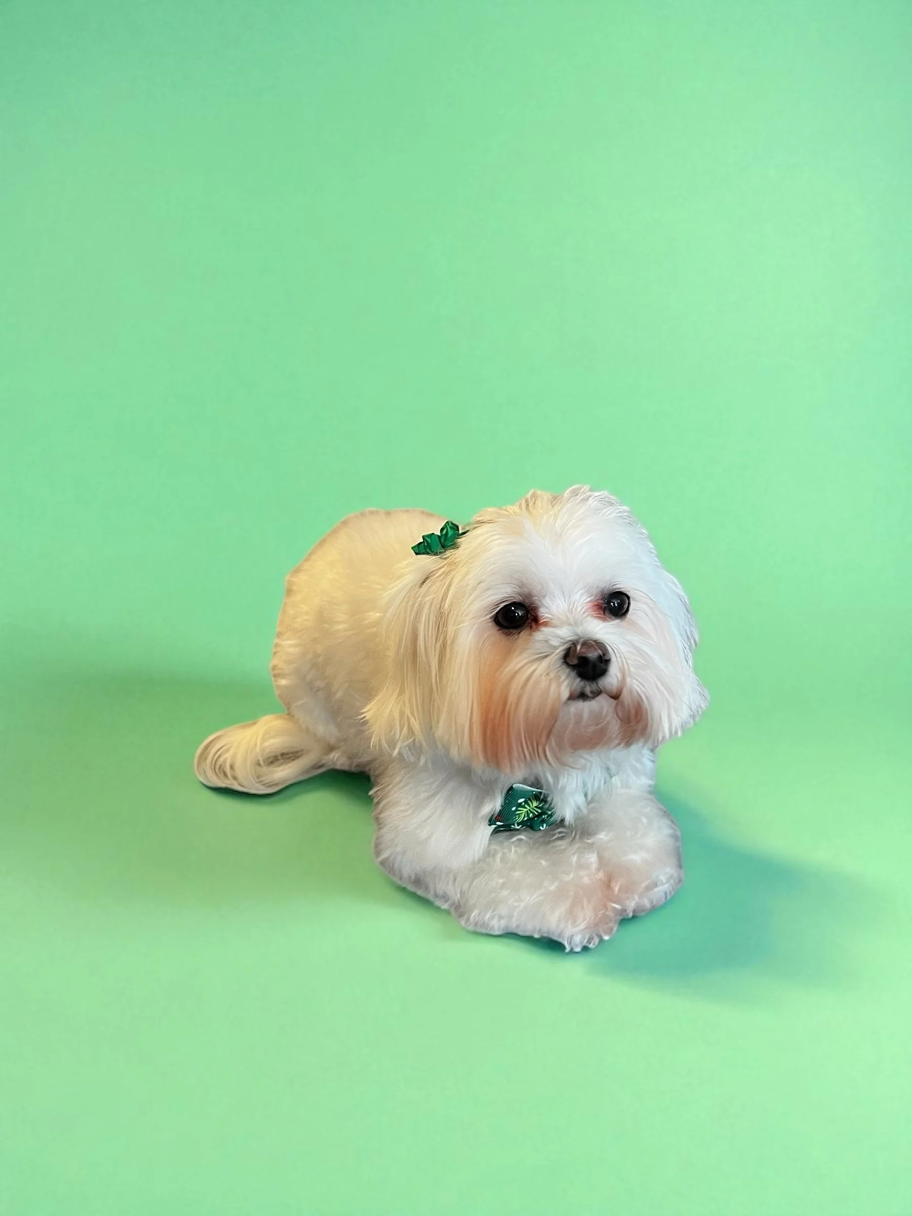 White dog with floppy ears and a green bow tie on a green background.