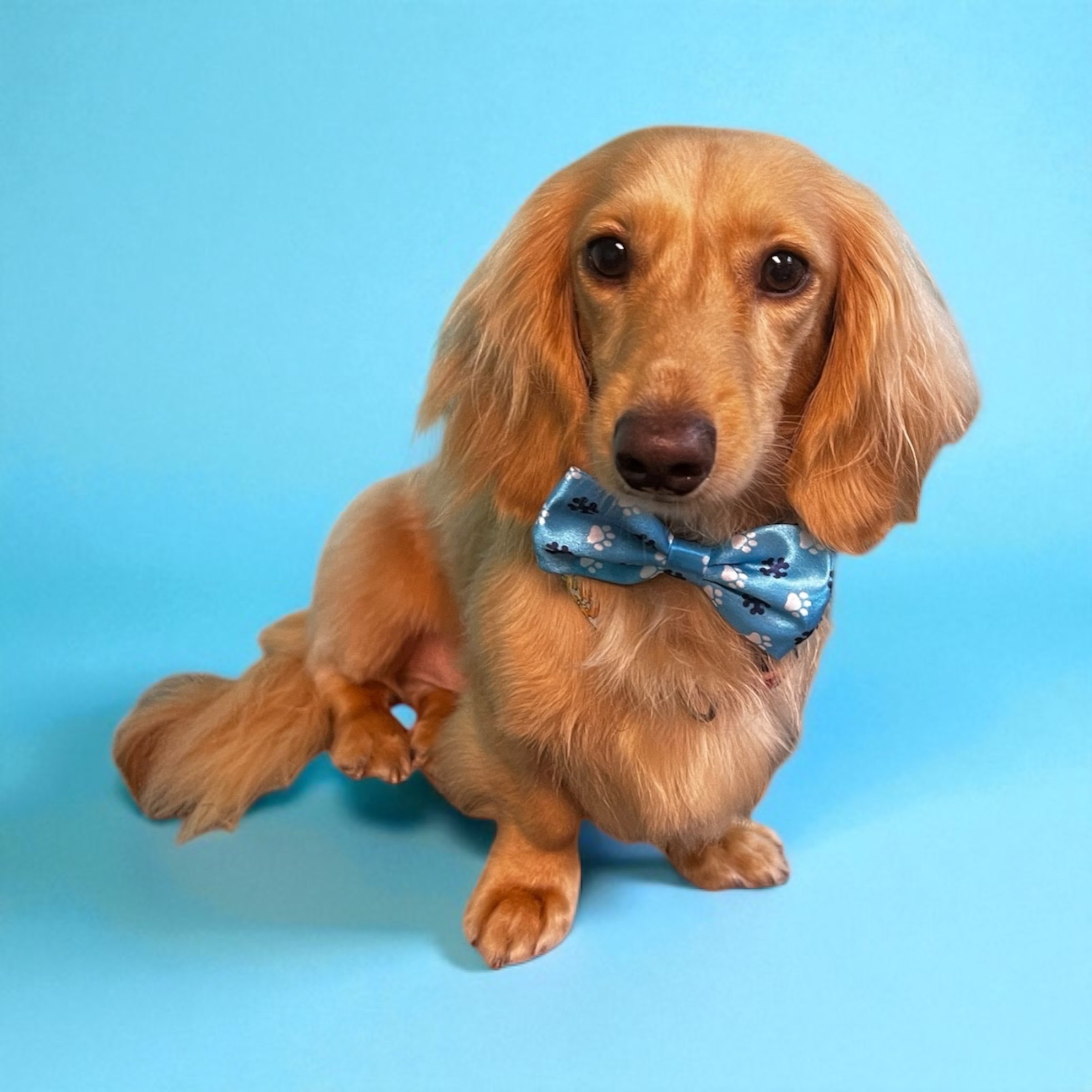 Cream-colored Dachshund wearing a blue bowtie with paw prints, sitting against a light blue background.