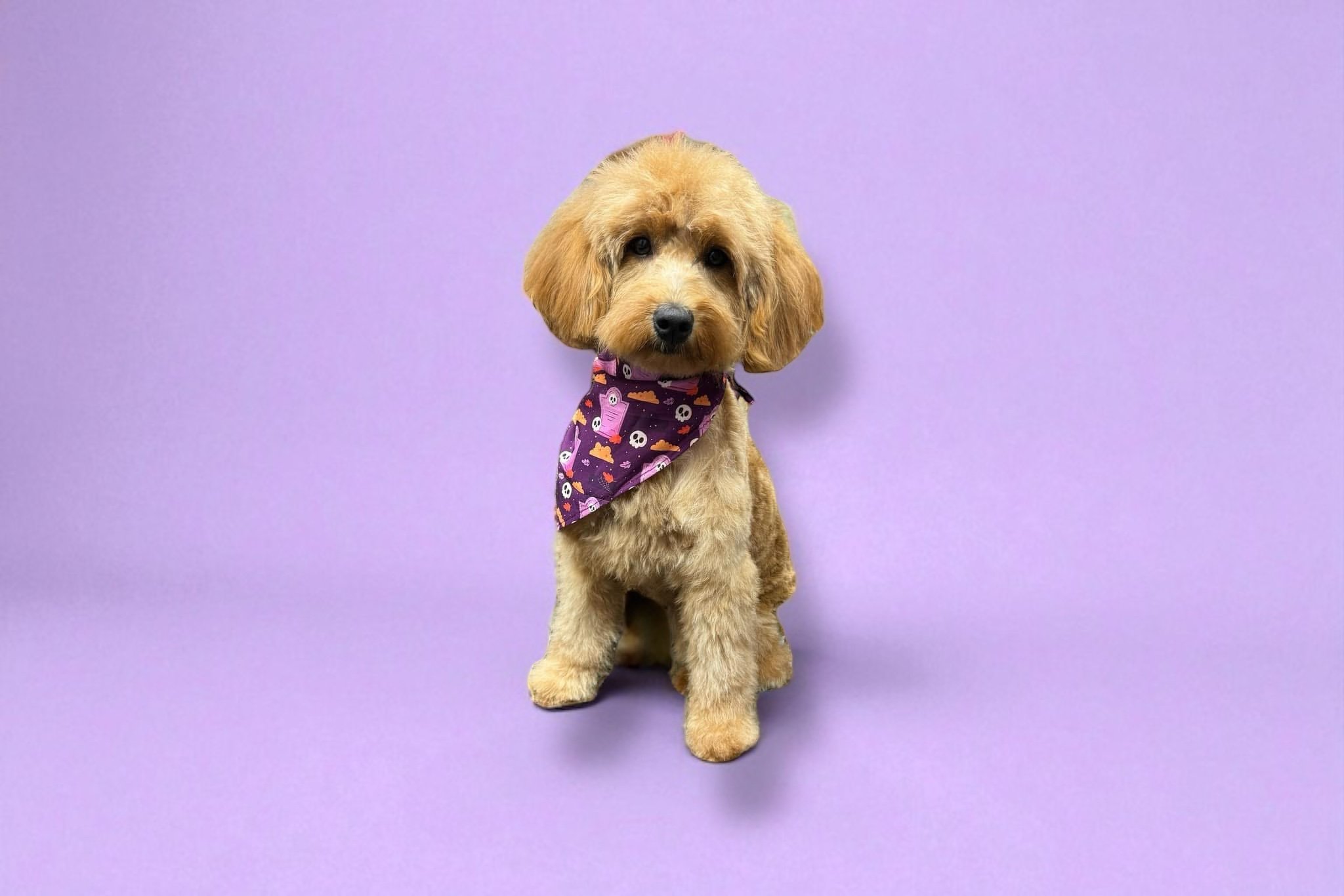 Golden doodle puppy trim