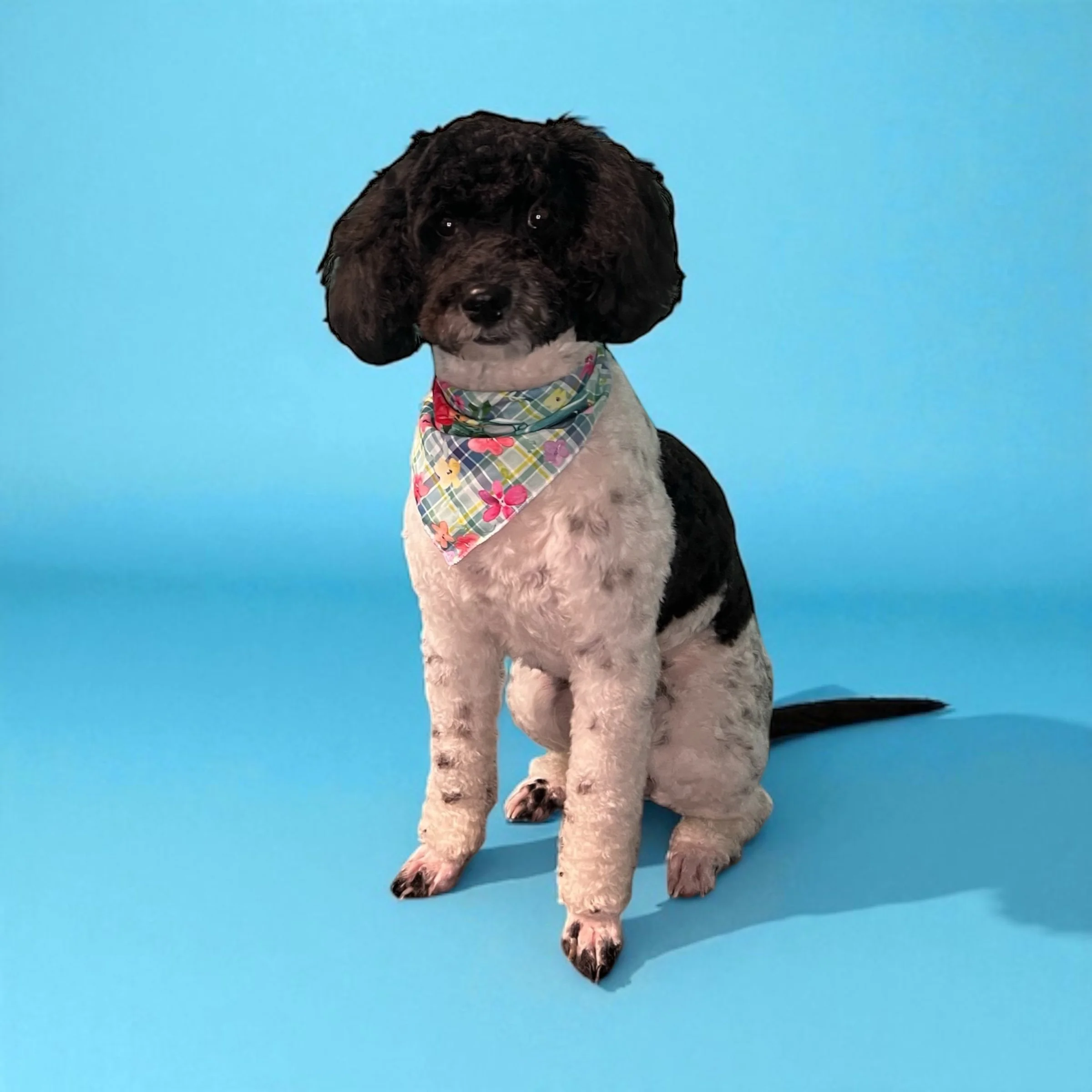 Summer Teddy Bear Cut for Maltipoos 
Keep your Maltipoo cool and cute with a summer teddy bear cut — the perfect low-maintenance style for hot weather. This soft, rounded trim keeps your pup comfortable while highlighting their fluffy, adorable f