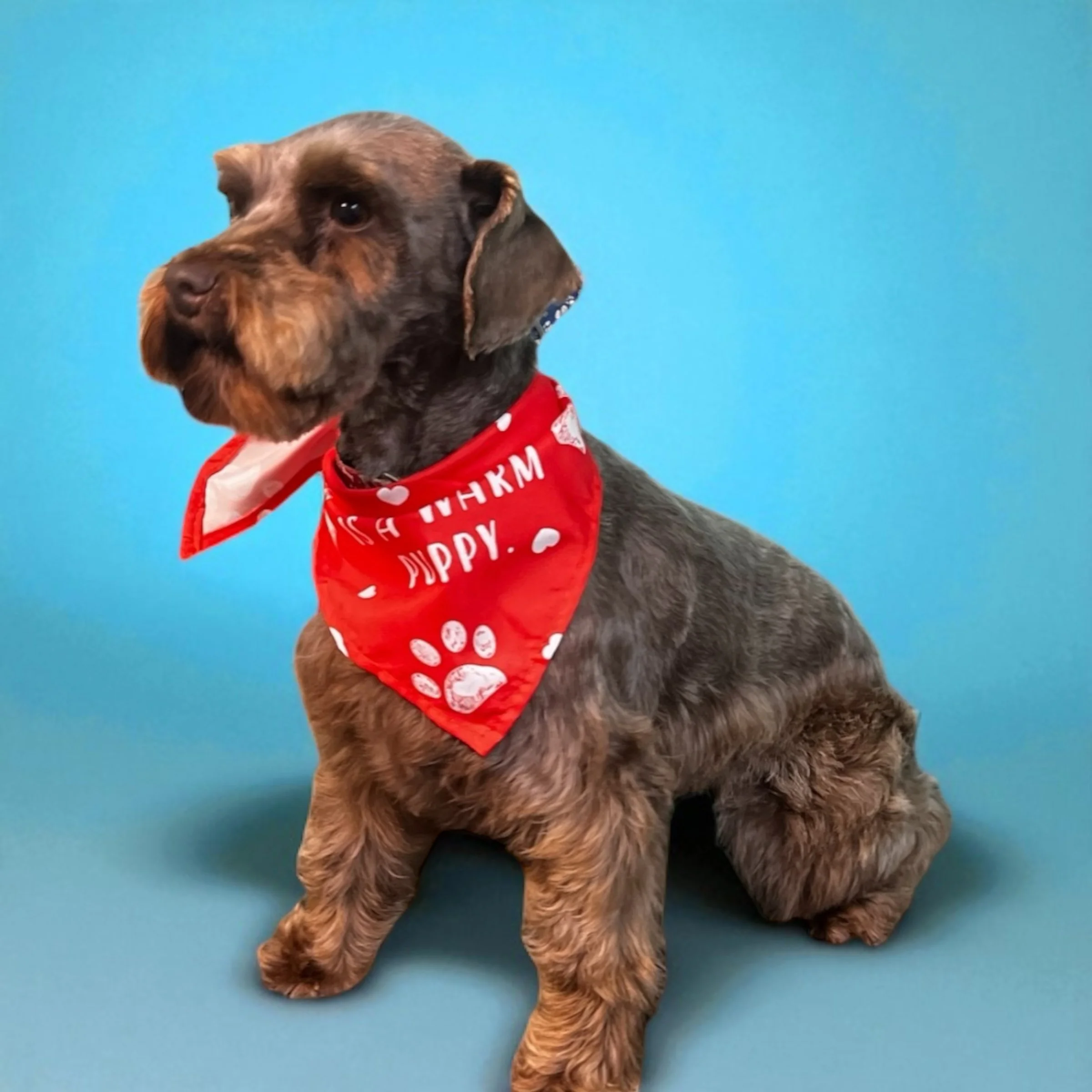 A cute puppy with brown and black fur, sitting against a blue background, wearing a red bandana with white paw prints and text.