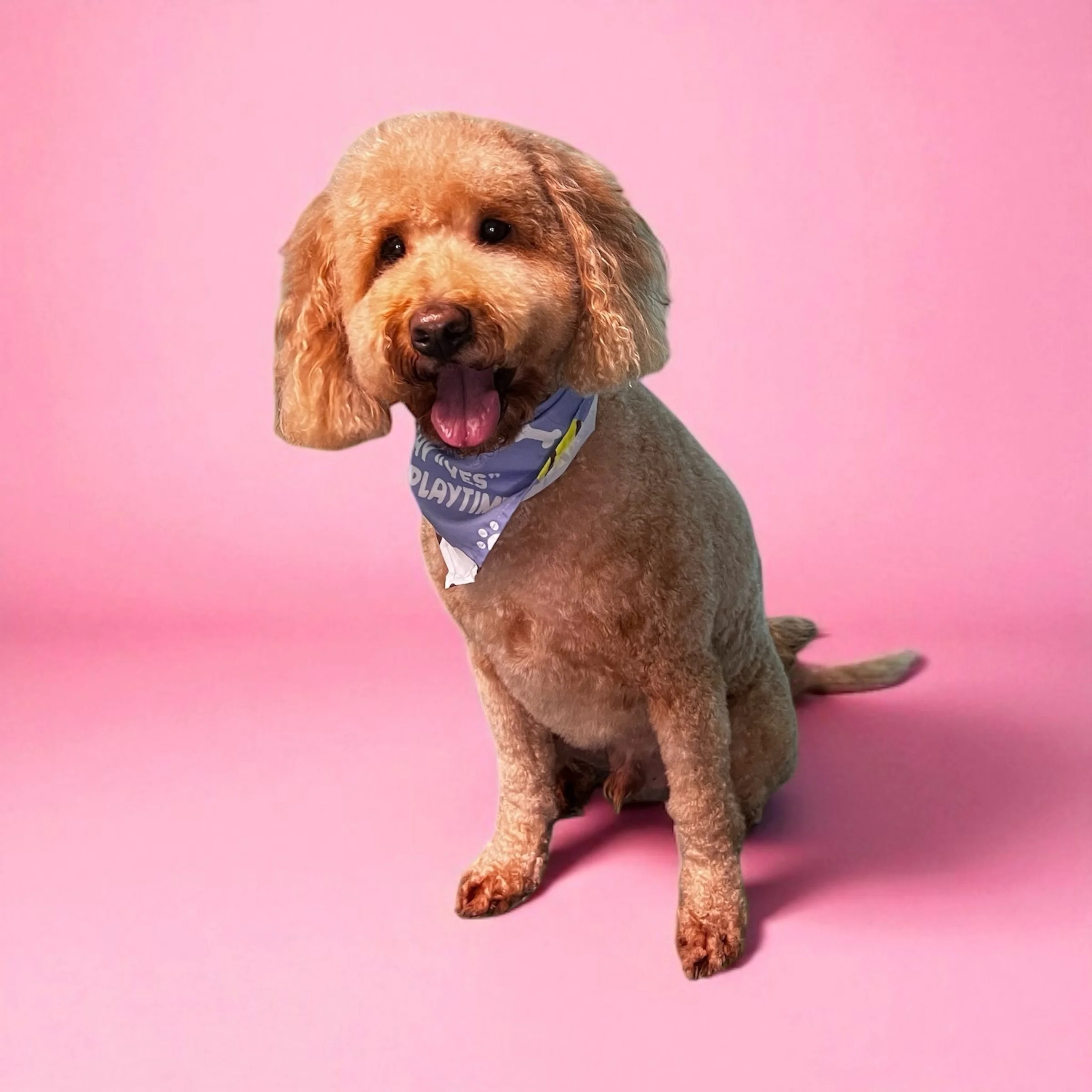A dog with the body of a labrador and the face of a poodle, sitting on a pink background, wearing a blue bandana.