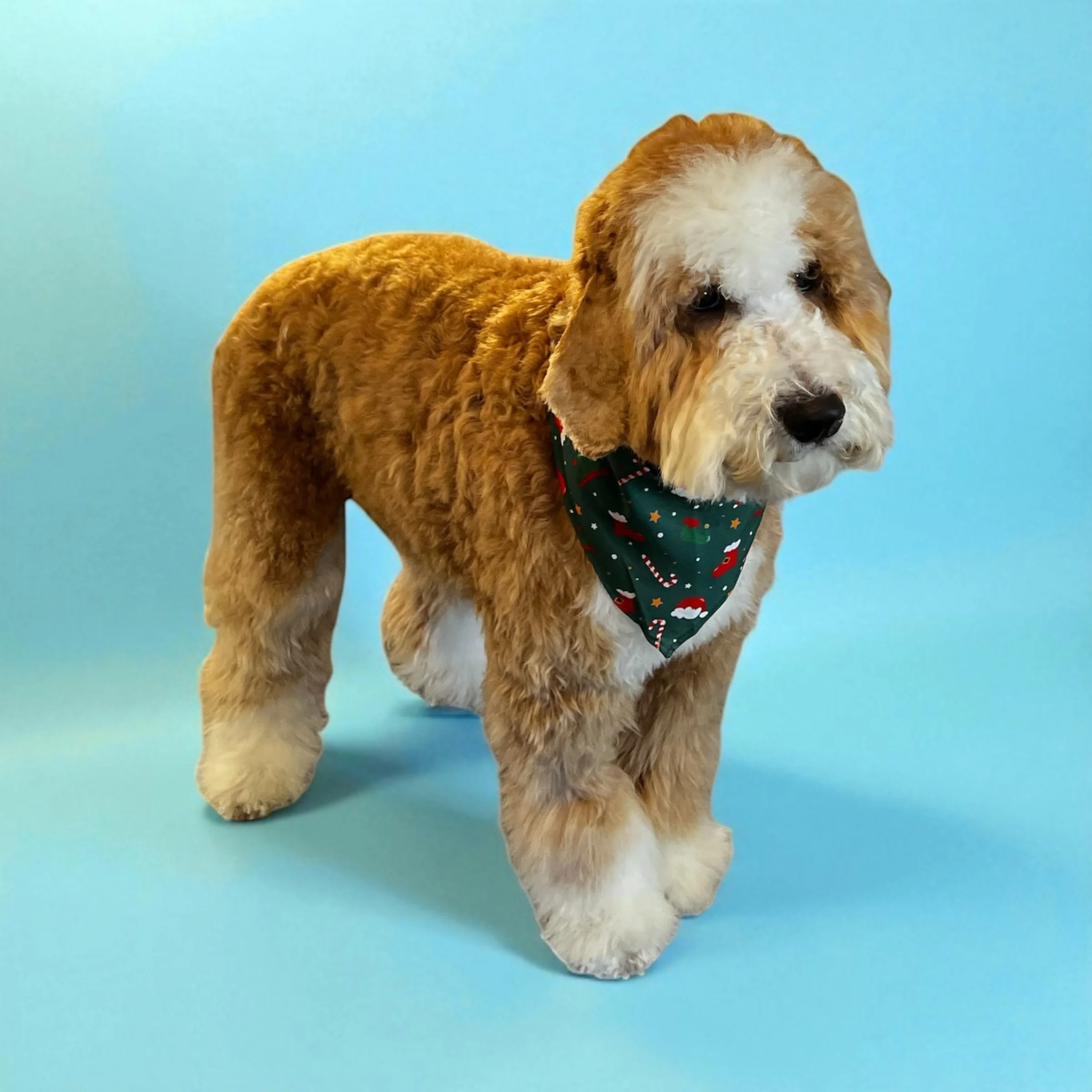 A brown and white fluffy dog with a green bandana featuring Santa hats and Christmas ornaments, standing against a light blue background.