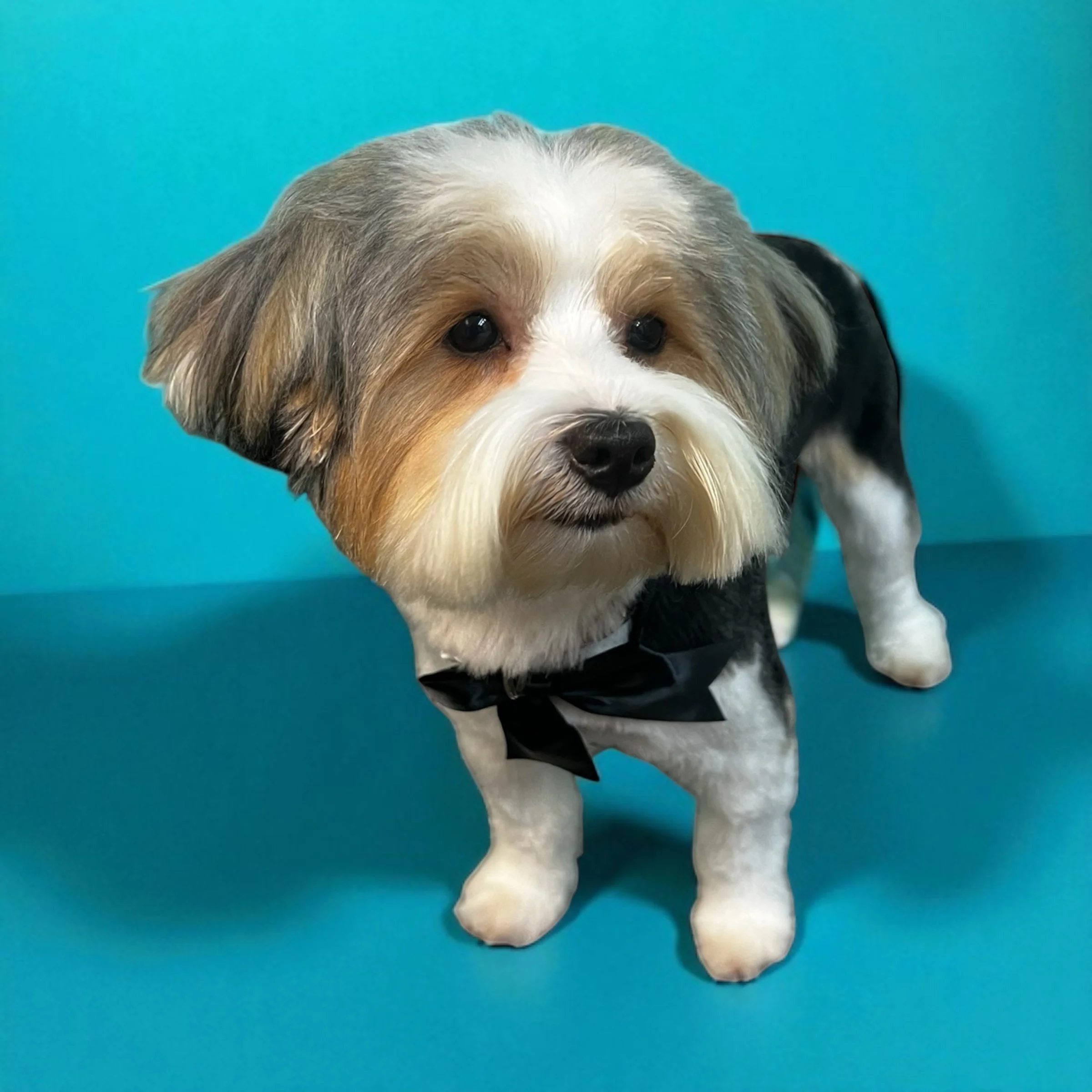 Cute puppy wearing a black bow tie on a bright blue background.