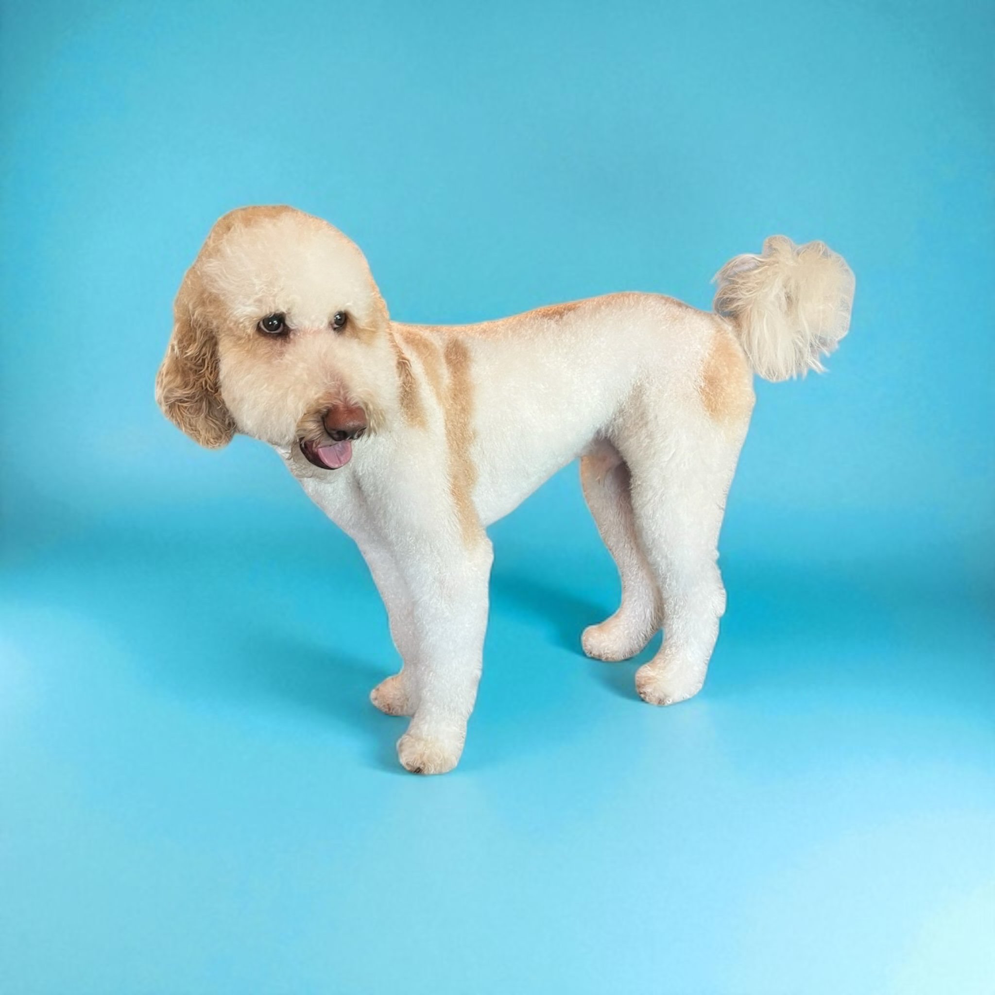 Dog with the body of a poodle and the face of a Labrador Retriever against a blue background.