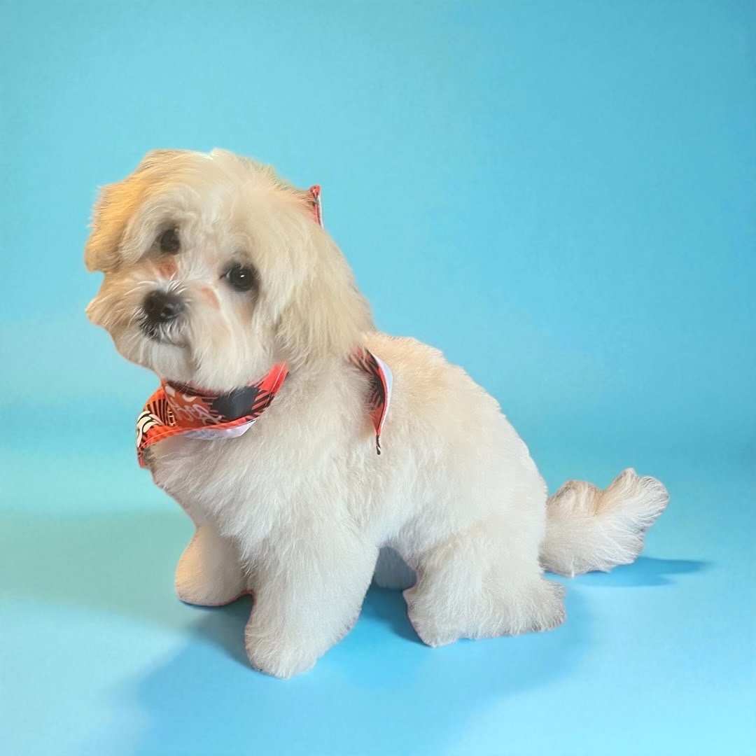 A cute, fluffy, small dog with light-colored fur, wearing a colorful bandana, sitting against a blue background.
