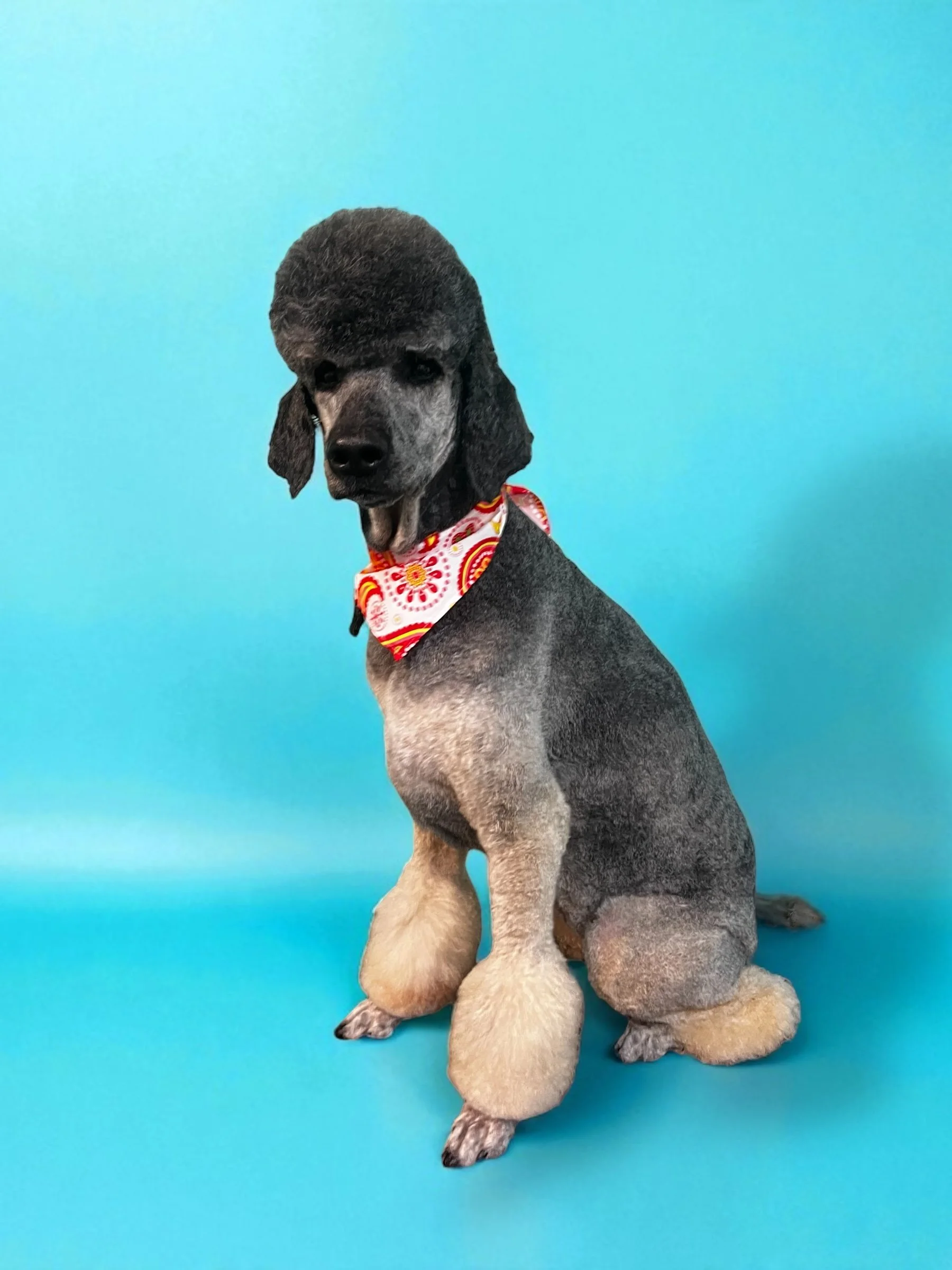 A dog with a poodle haircut wearing a red, pink, and yellow patterned bandana sitting on a bright blue background.