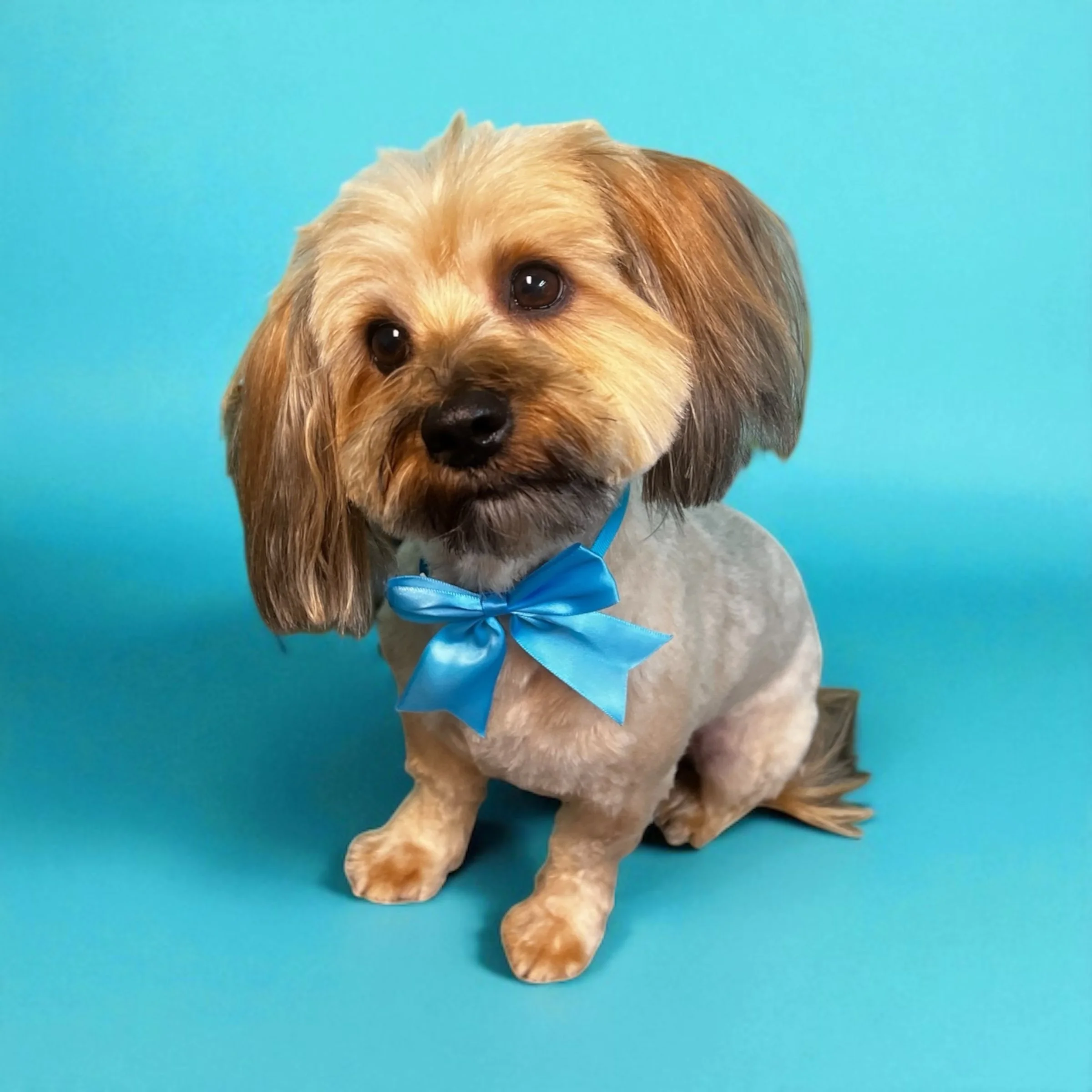 A cute dog with a blue bowtie sitting against a blue background.