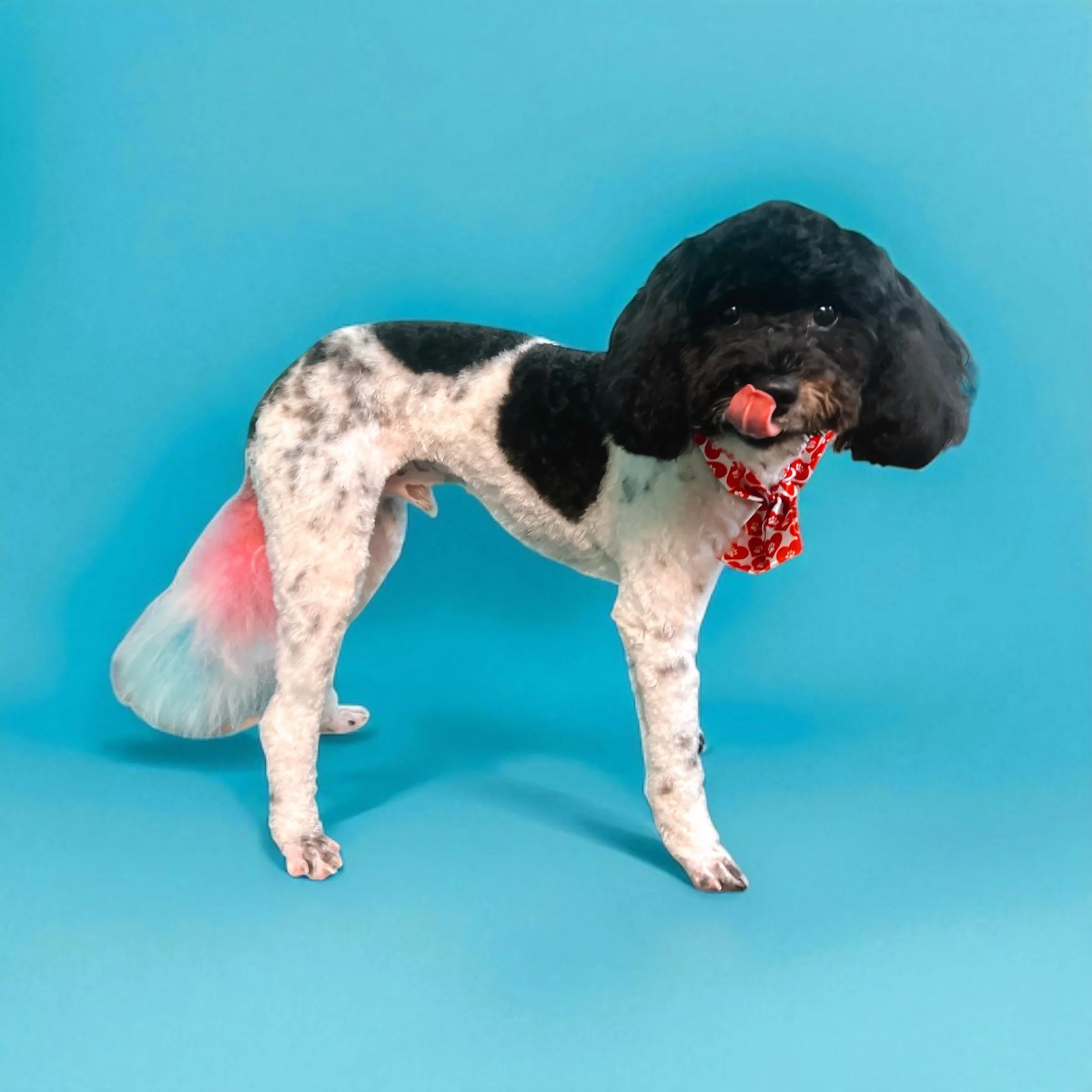 Dog with a black head and white body with black spots, wearing a red bandana, standing against a blue background, with a colorful tail and tongue sticking out.