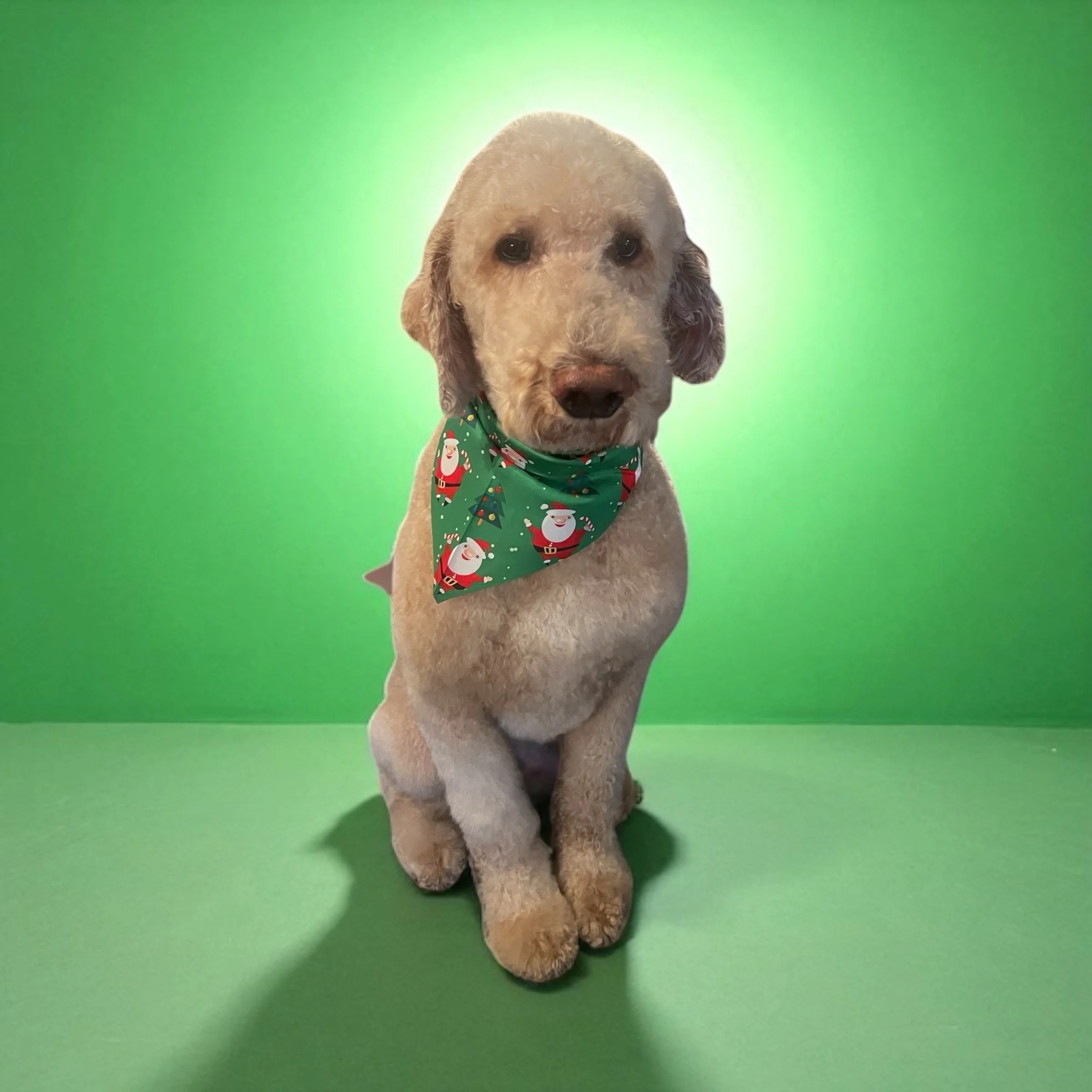 A dog with light curly fur wearing a green bandana with Christmas-themed Santa and snowman prints, sitting against a green gradient background.