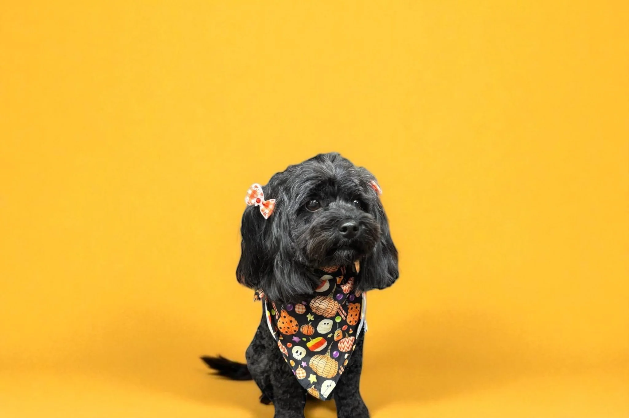 A cute black dog with long ears, adorned with orange and white checkered bows, wears a Halloween-themed bandana featuring pumpkins, skulls, candy, and ghosts, against a bright yellow background.