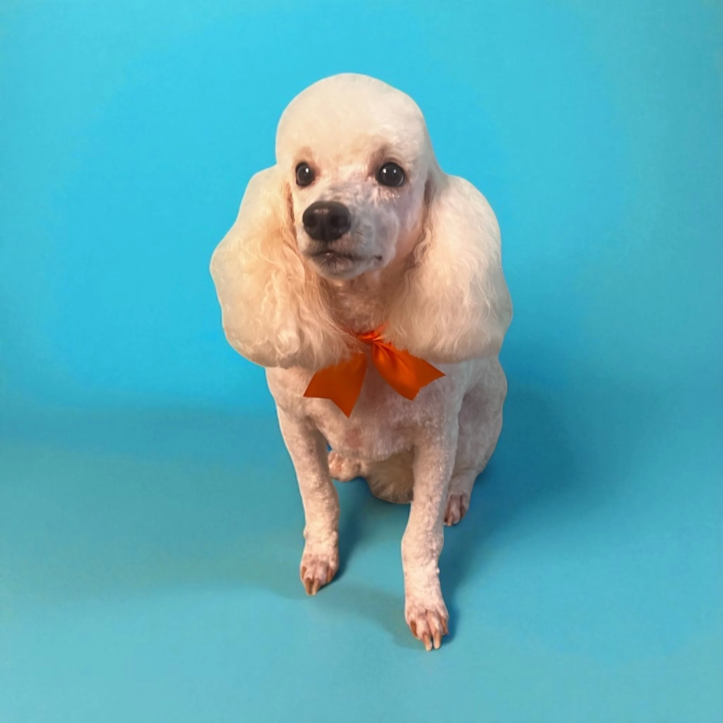 A white dog with long ears and a short coat, wearing an orange bow, sitting against a blue background.