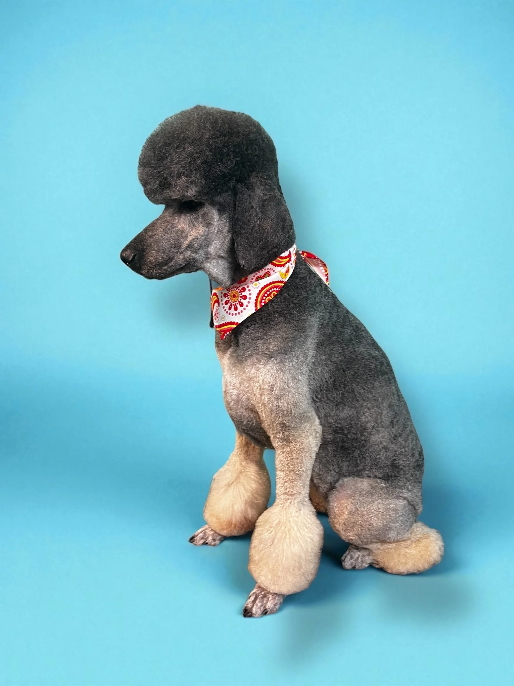 A dog with a poodle haircut wearing a red, yellow, and white bandana against a blue background.