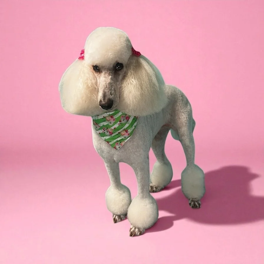 A poodle dog with poodle grooming, wearing a green and pink floral bandana, standing on a pink background.