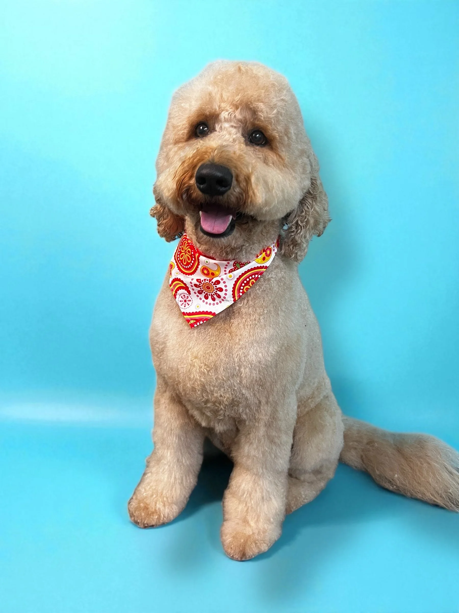 A smiling, light brown poodle with a curly coat, wearing a red and white patterned bandana, sitting against a light blue background.