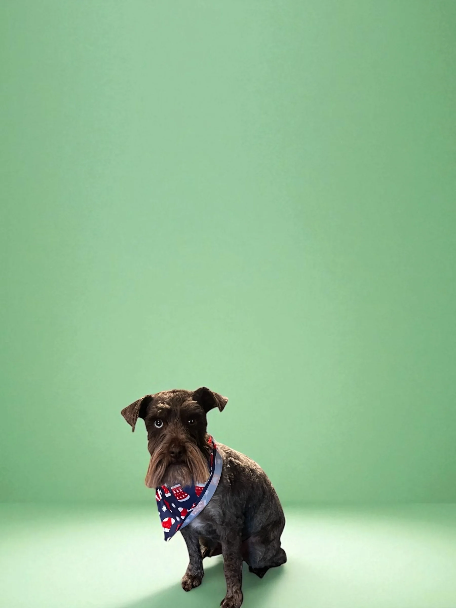 A small dog with a brown and black coat sitting against a plain green background, wearing a bandana with a patriotic pattern of red, white, and blue.