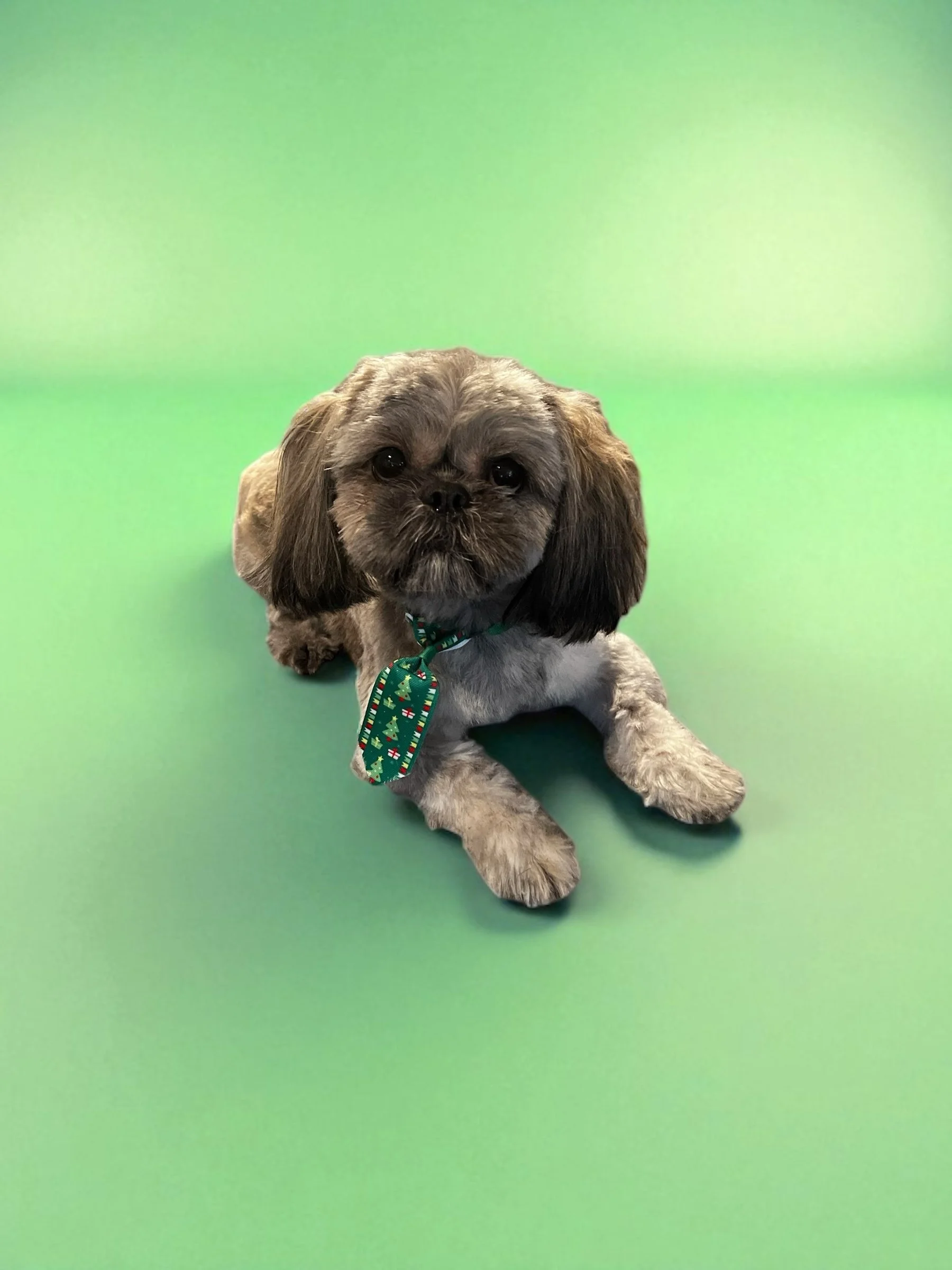 Cute small dog with long ears and gray fur, sitting on a green background, wearing a festive holiday collar.
