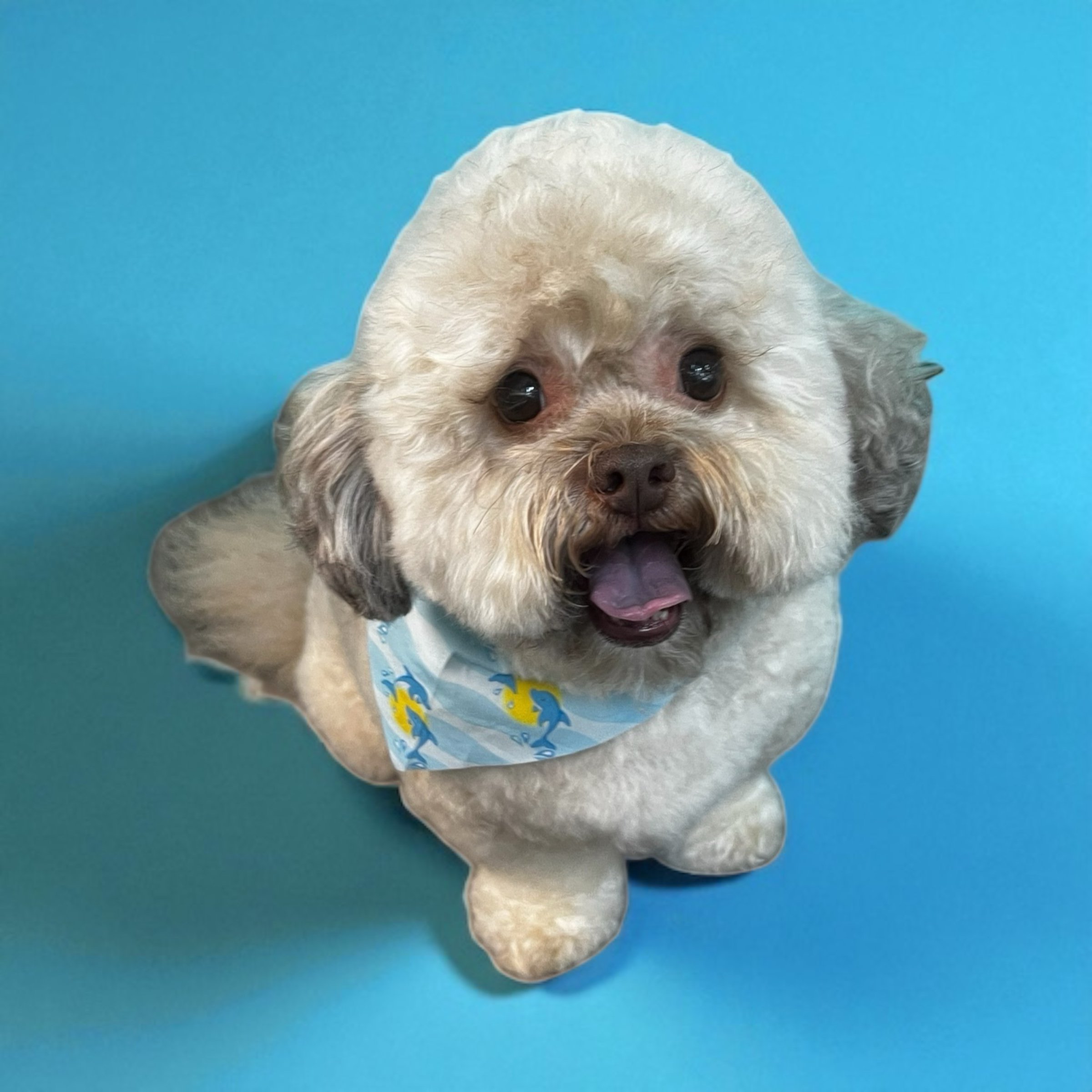 A small, fluffy dog with a beige and gray coat, looking up with an open mouth, wearing a blue bandana with yellow and blue dolphins, on a bright blue background.