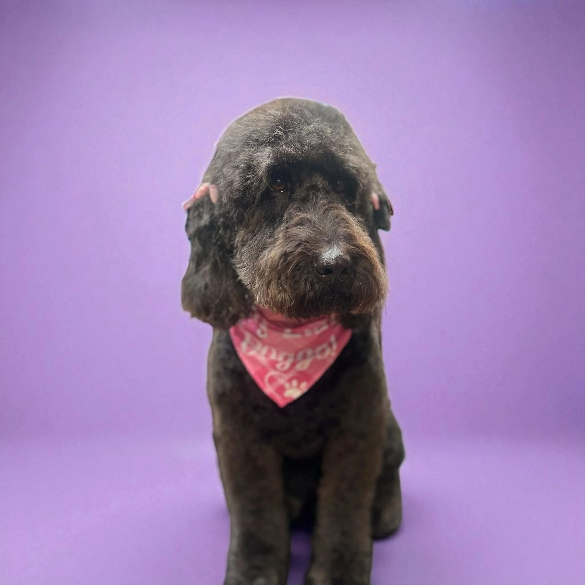 Doodle, maltipoo, and other poodle mixes 