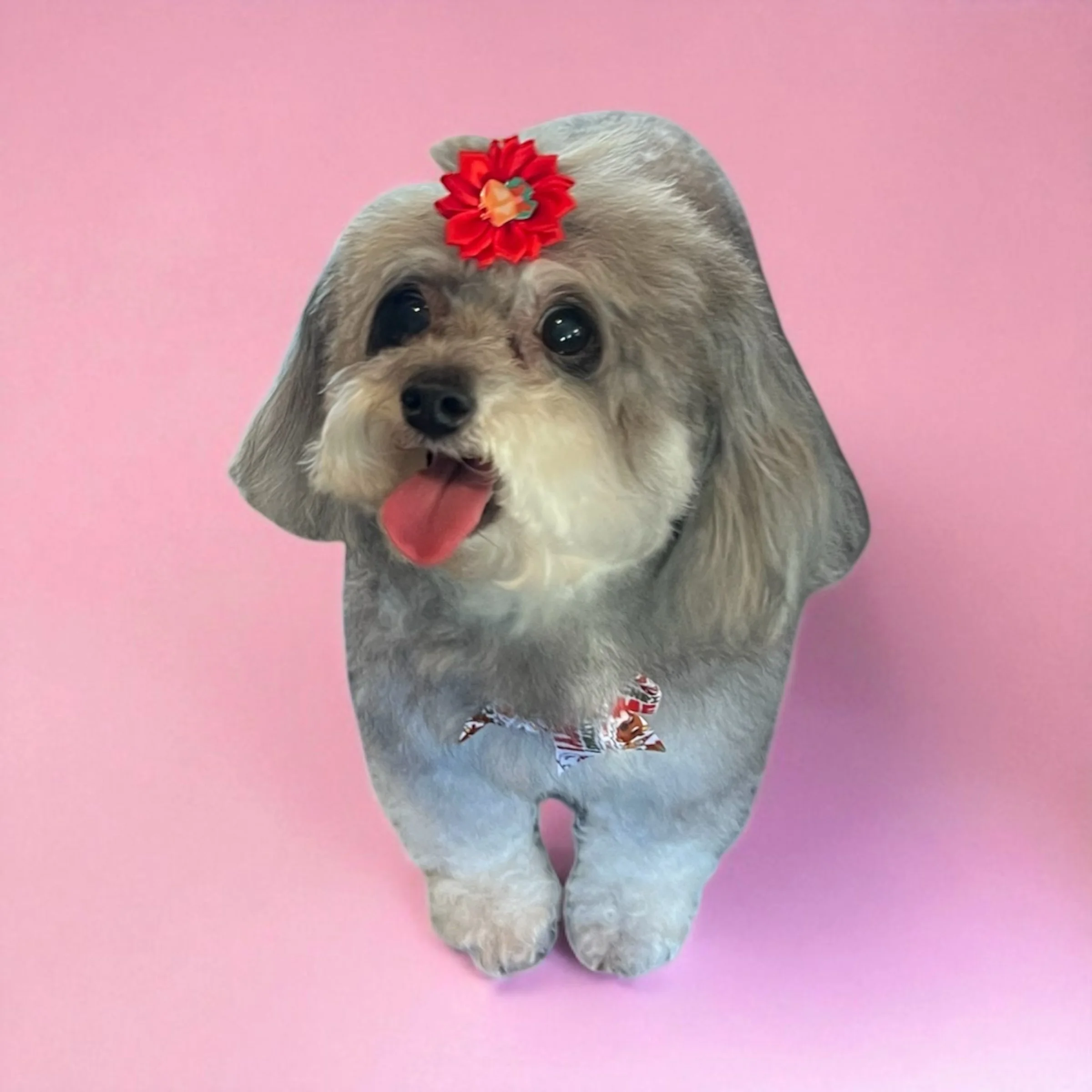 A cute gray and white dog with big eyes, a red flower hair accessory, and a red and white bandana, standing against a pink background.