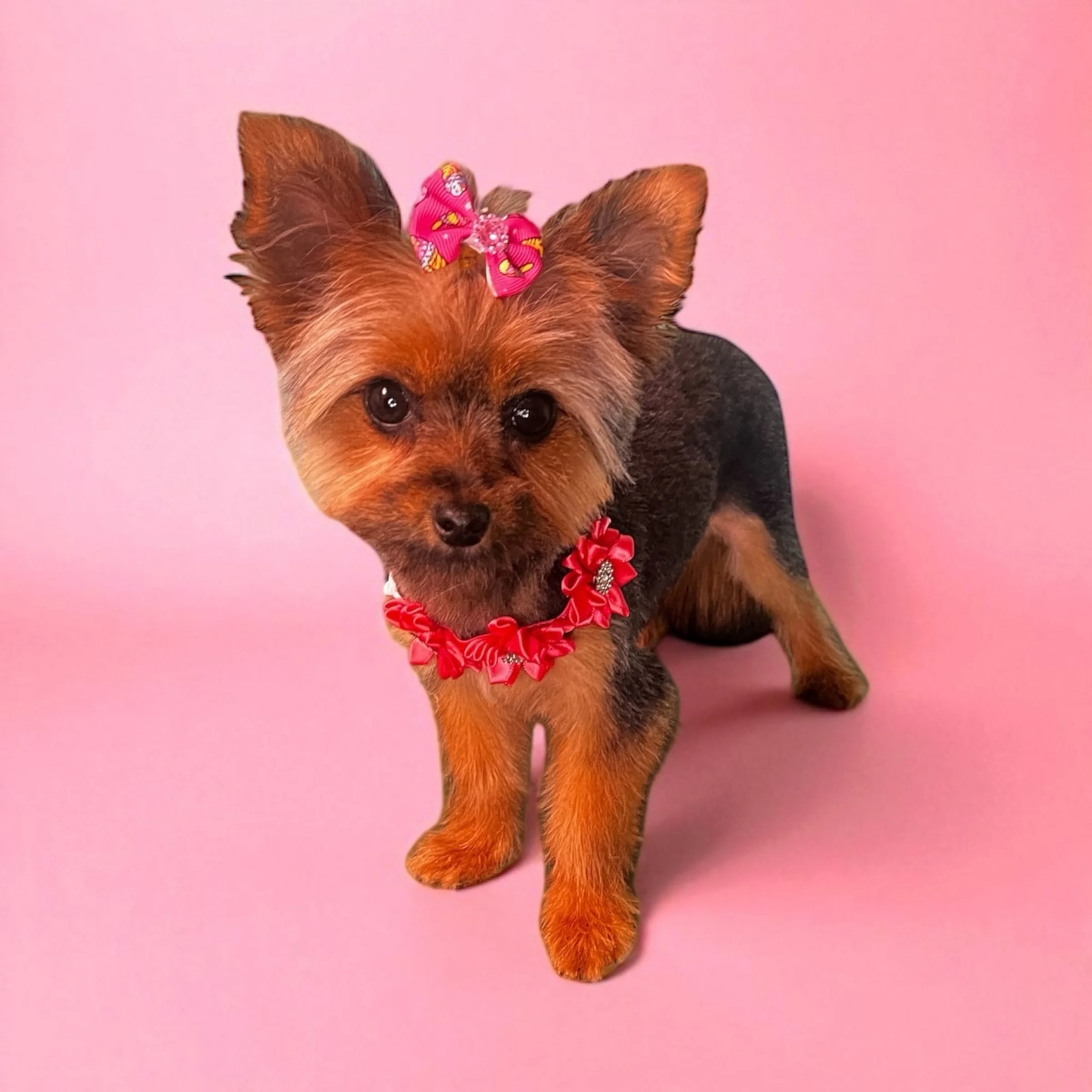 A small Yorkshire Terrier dog with a pink bow on its head and a red flower necklace, standing on a pink background.