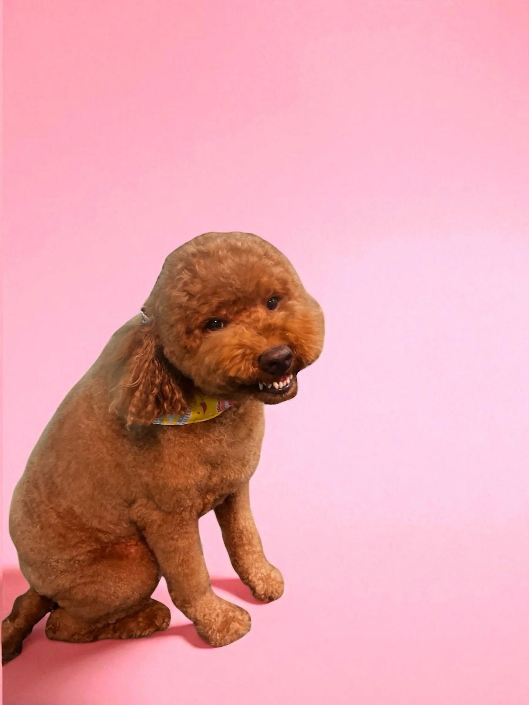 A brown poodle with a humorous face, showing teeth, against a pink background.