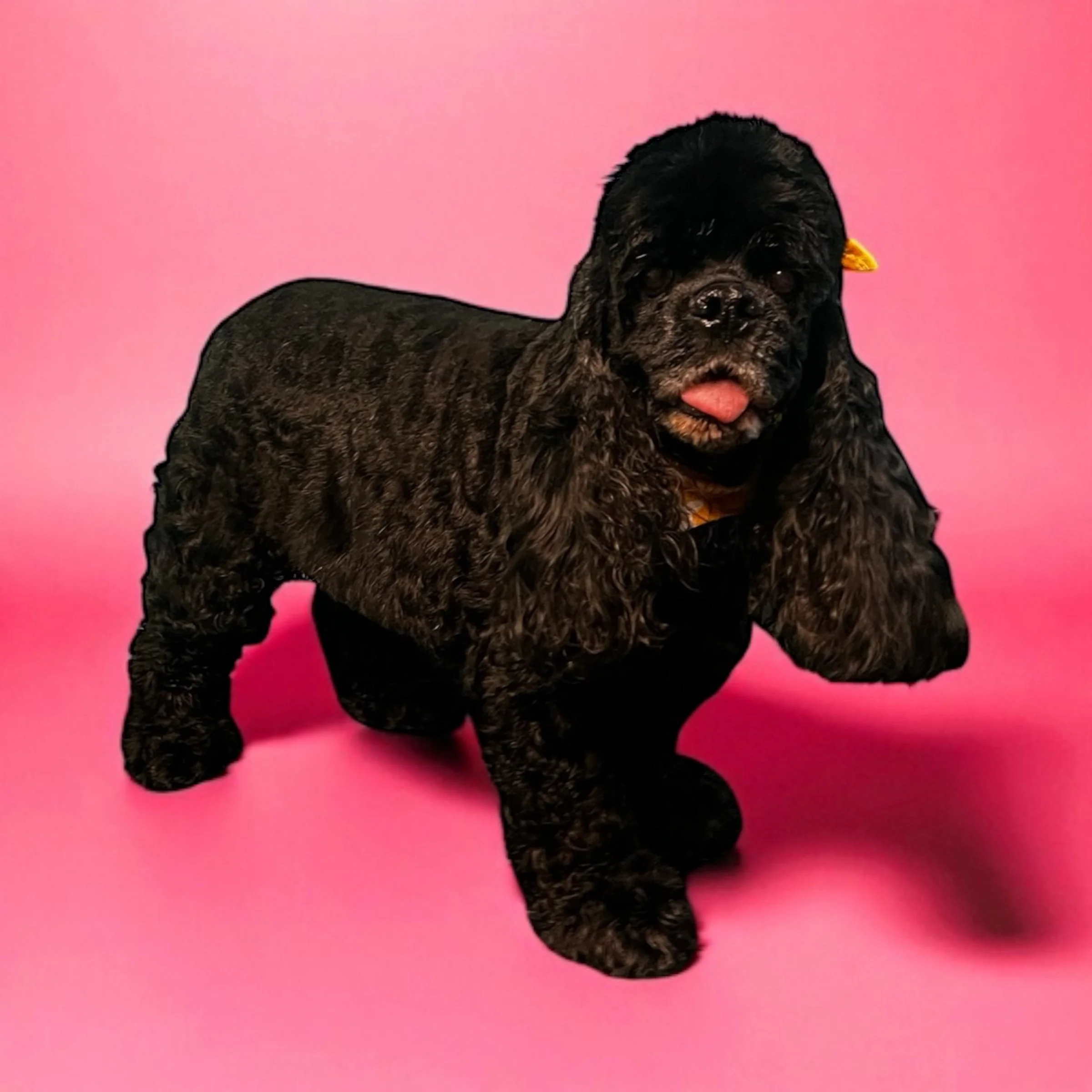 A black curly-haired dog with a pink background, wearing a yellow tag and sticking out its tongue.