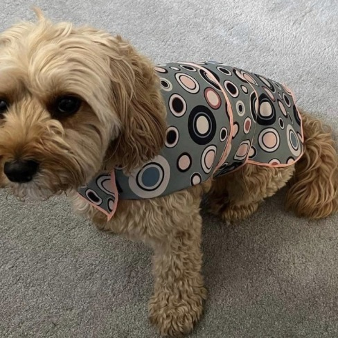 A small, fluffy dog wearing a gray jacket with a colorful circle pattern, sitting on a gray carpet.