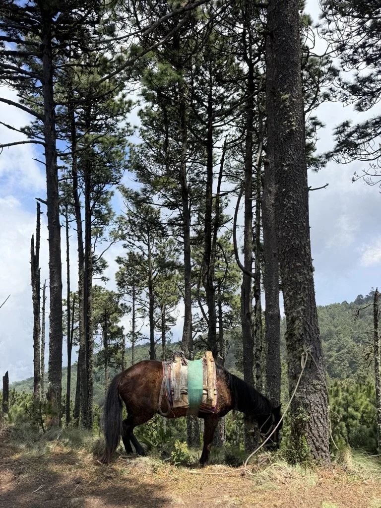 CA0FCD13-D2F1-4D6D-A245-A50FA60A3997_1_105_c.jpeg