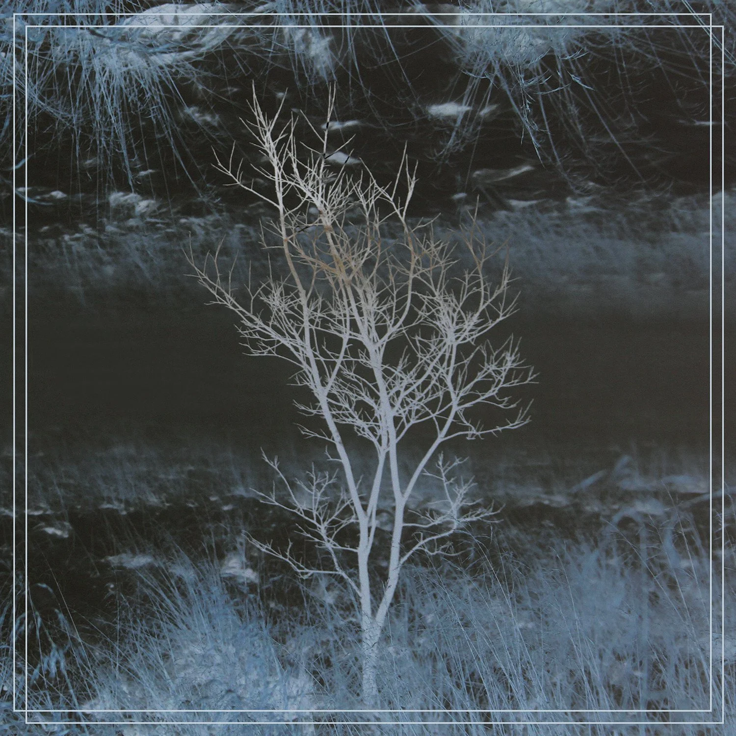 Winter Leaves.jpg