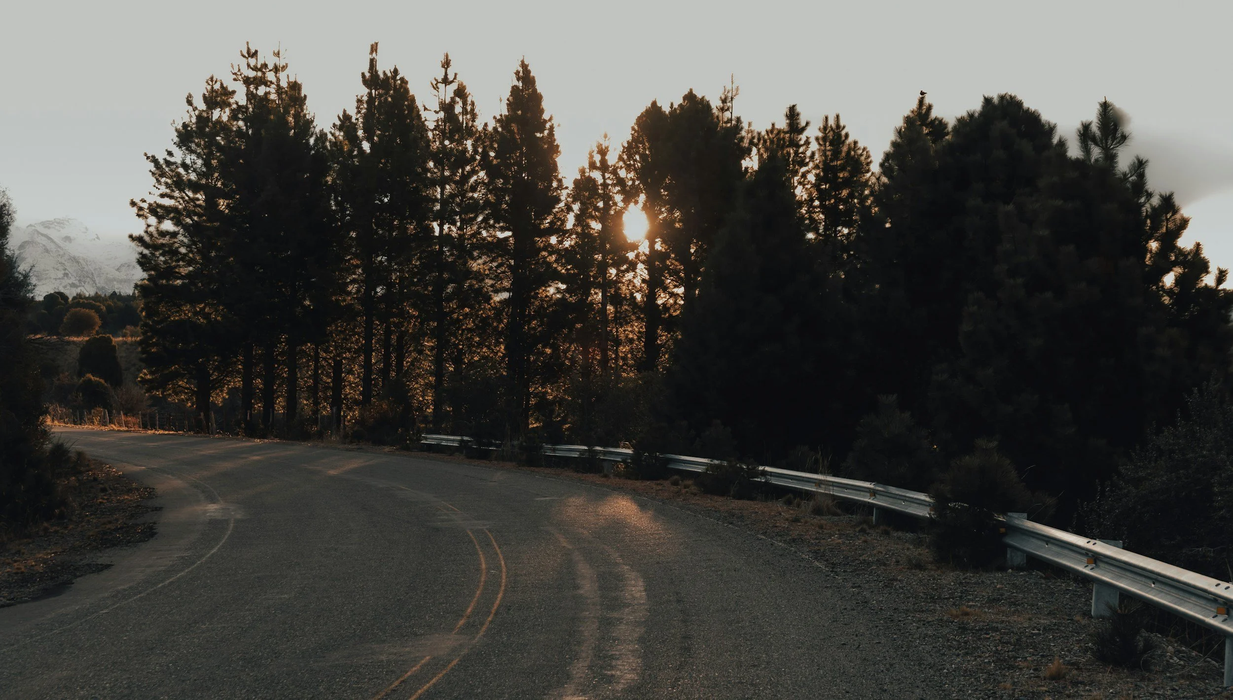 A winding mountain road flanked by tall pine trees with the sun setting behind them.